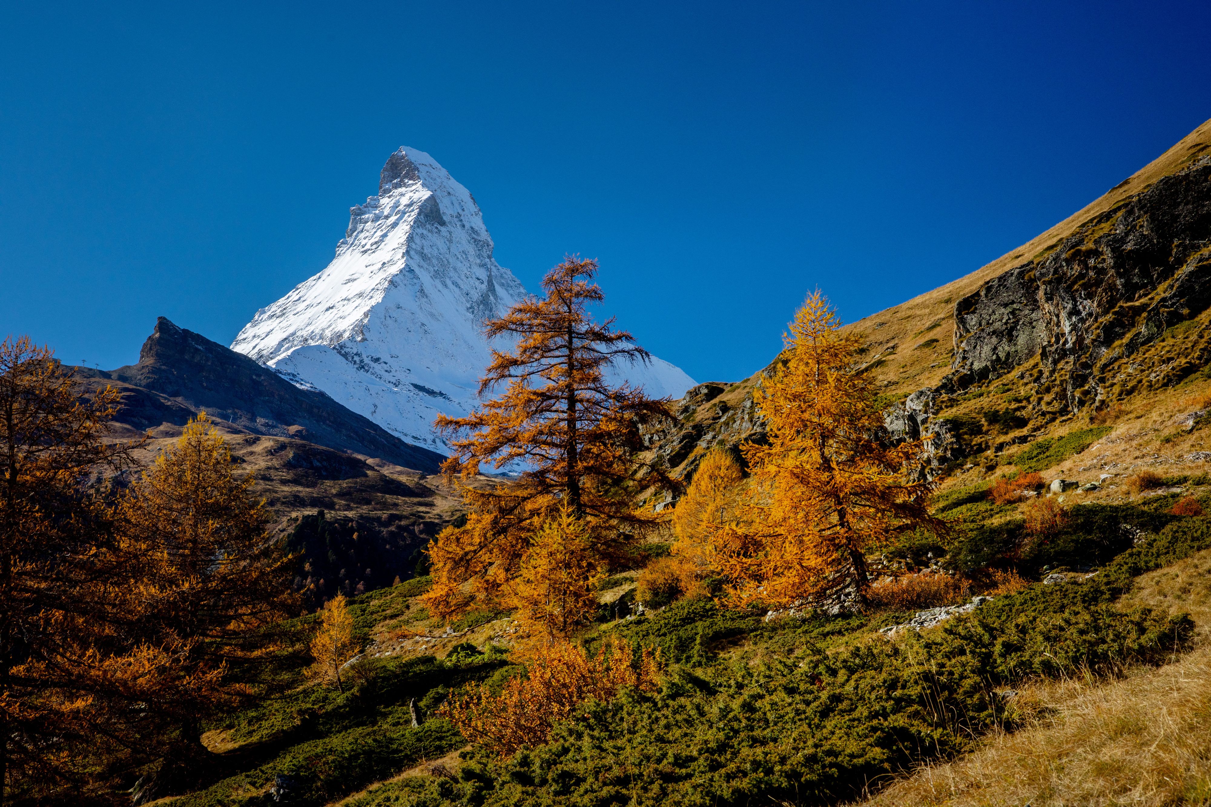 Heute.at - Königin der Alpen – DAS ist der Baum des Jahres