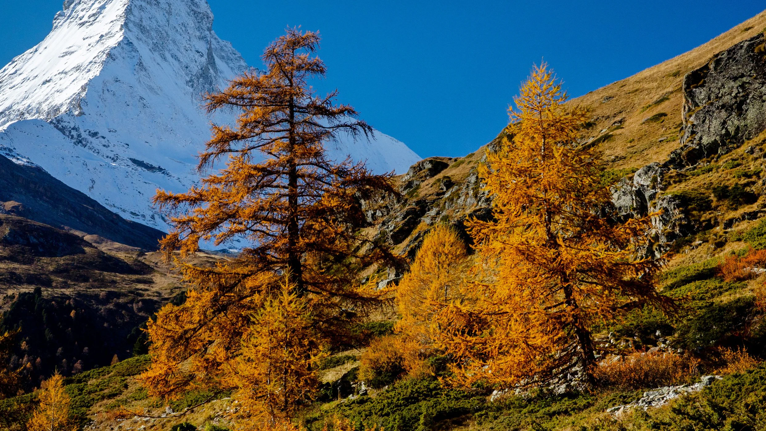 Larch trees are pictured in front of the Matterhorn mountain on an autumn day in Zermatt, Switzerland, October 30, 2024. REUTERS/Denis Balibouse  