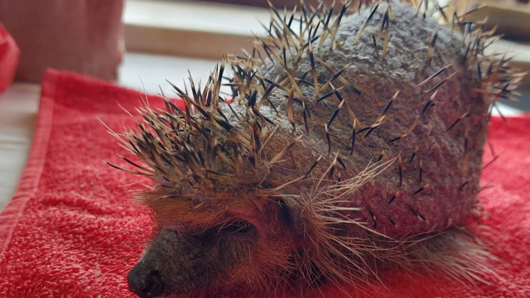 Schön langsam wachsen Stacheln und Fell wieder nach. 