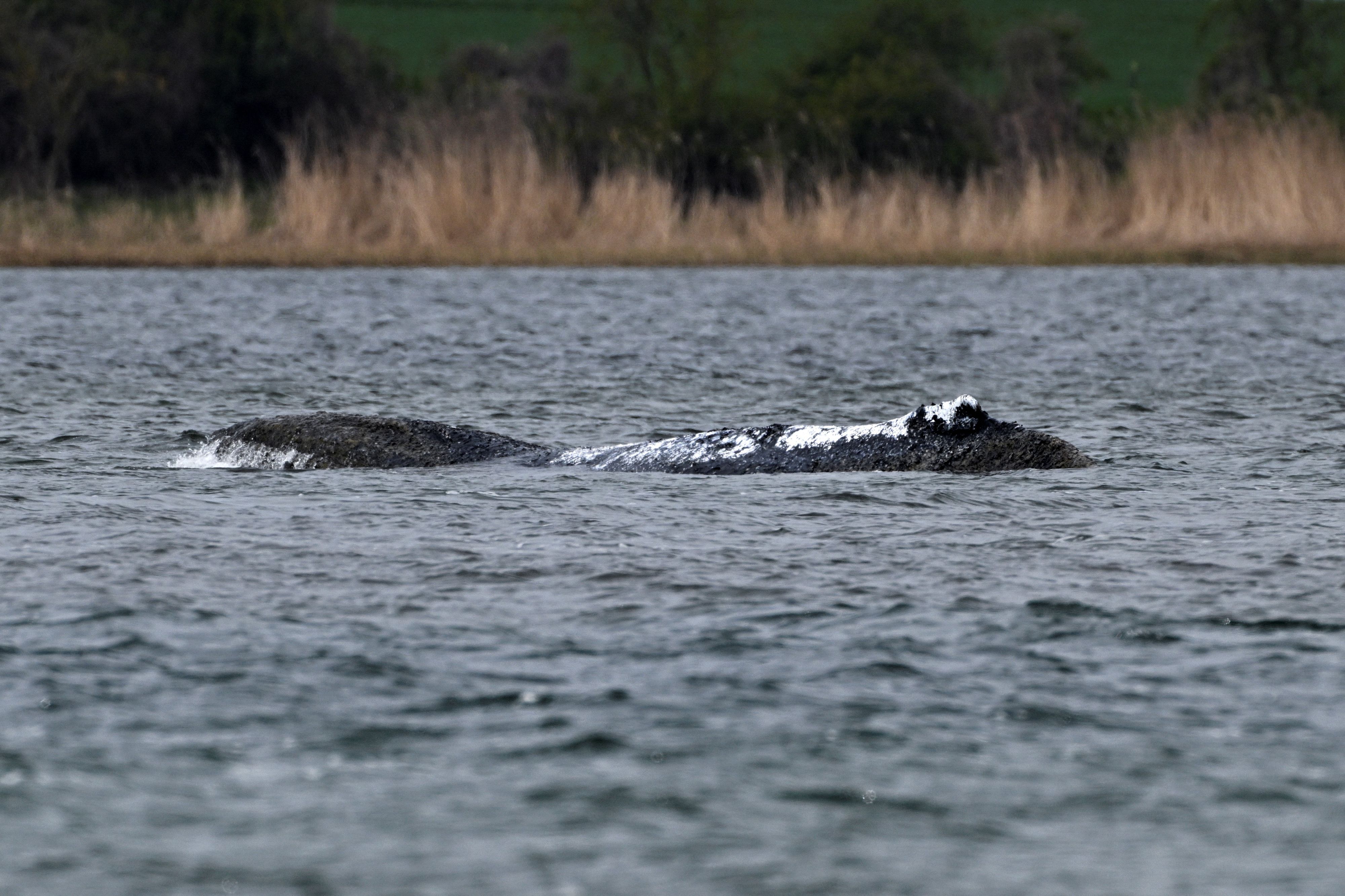 Während viele Menschen das Schicksal von Wal 