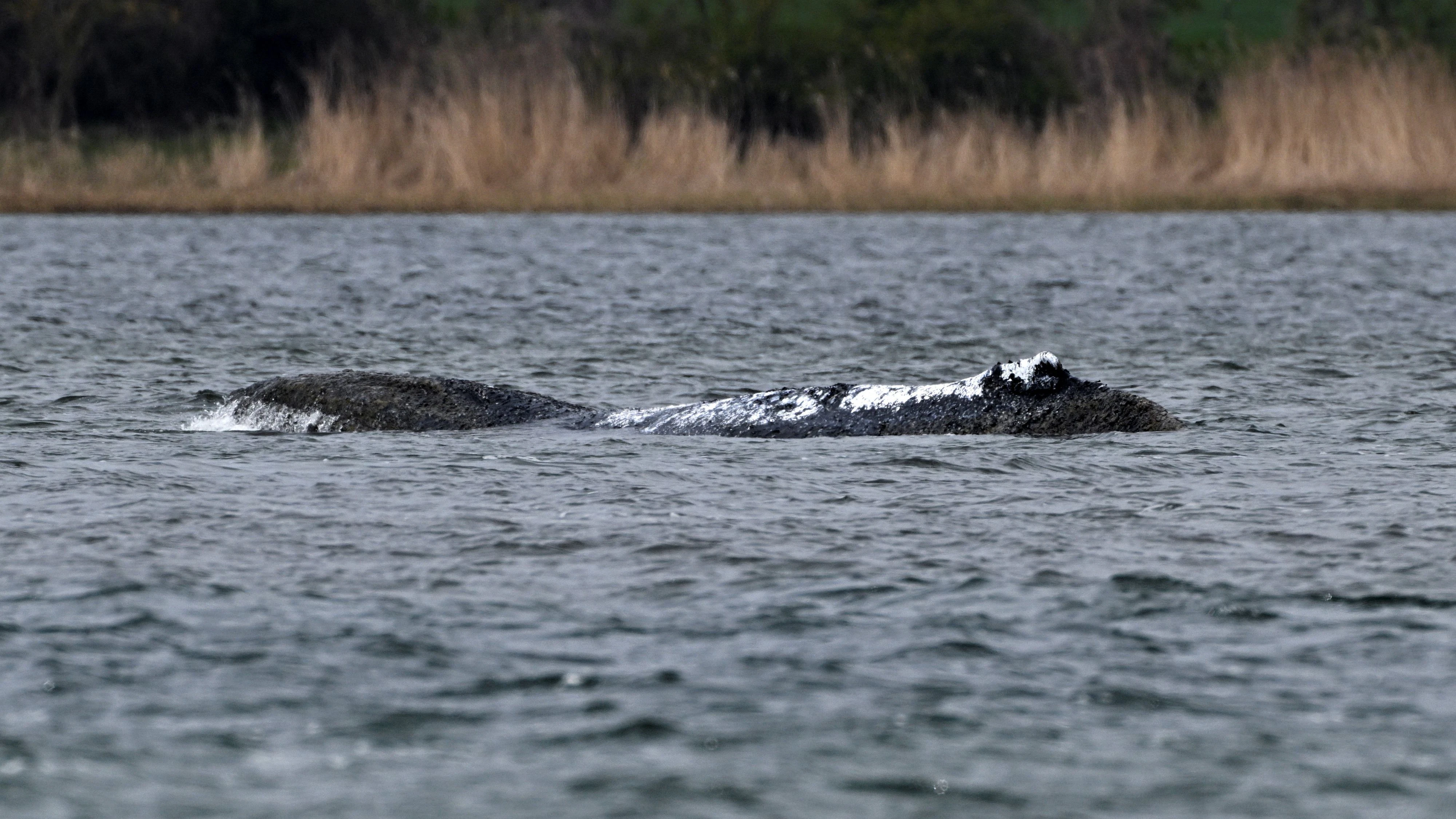 Während viele Menschen das Schicksal von Wal "Timmy" gebannt verfolgen, hat sich ein Belugawal in die Gewässer vor Norwegen verirrt. 