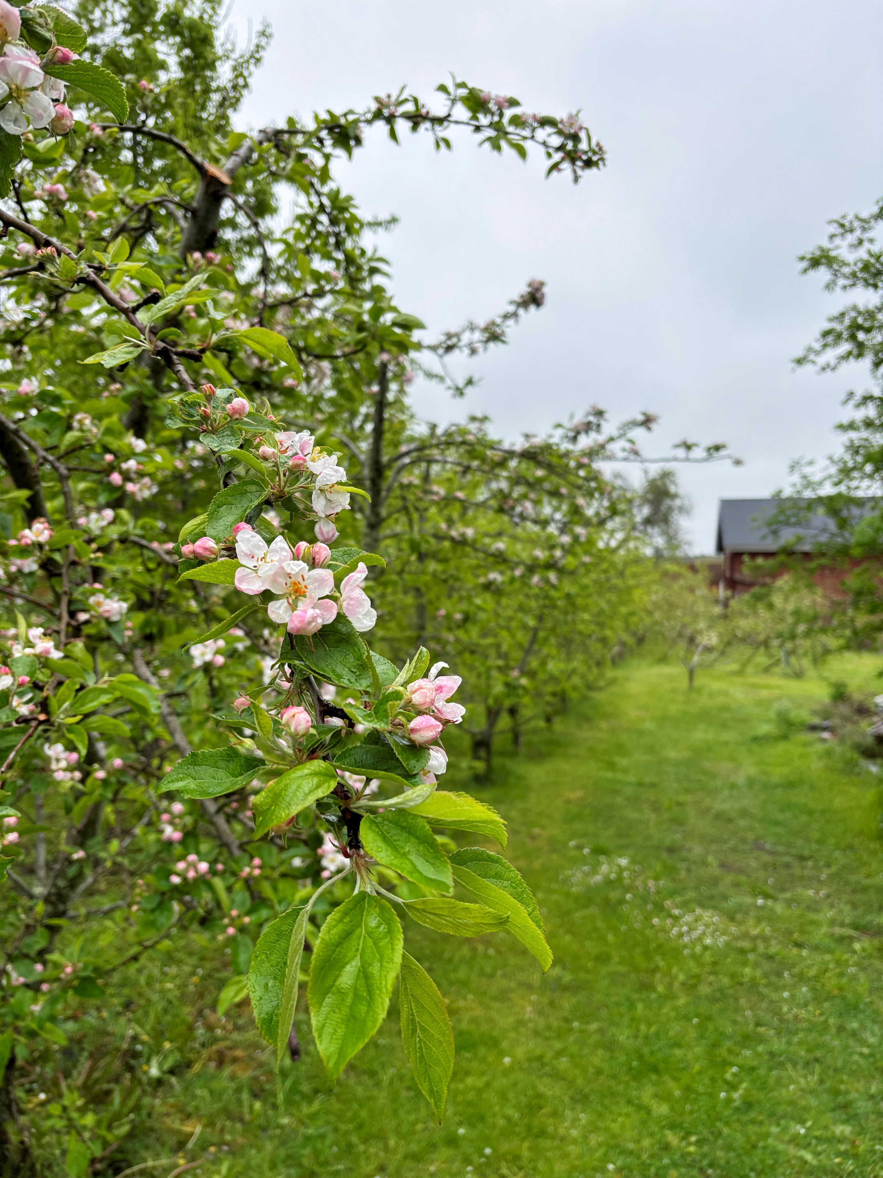 Der Frühling kommt immer schneller: ein Apfelbaum bei der Blüte.