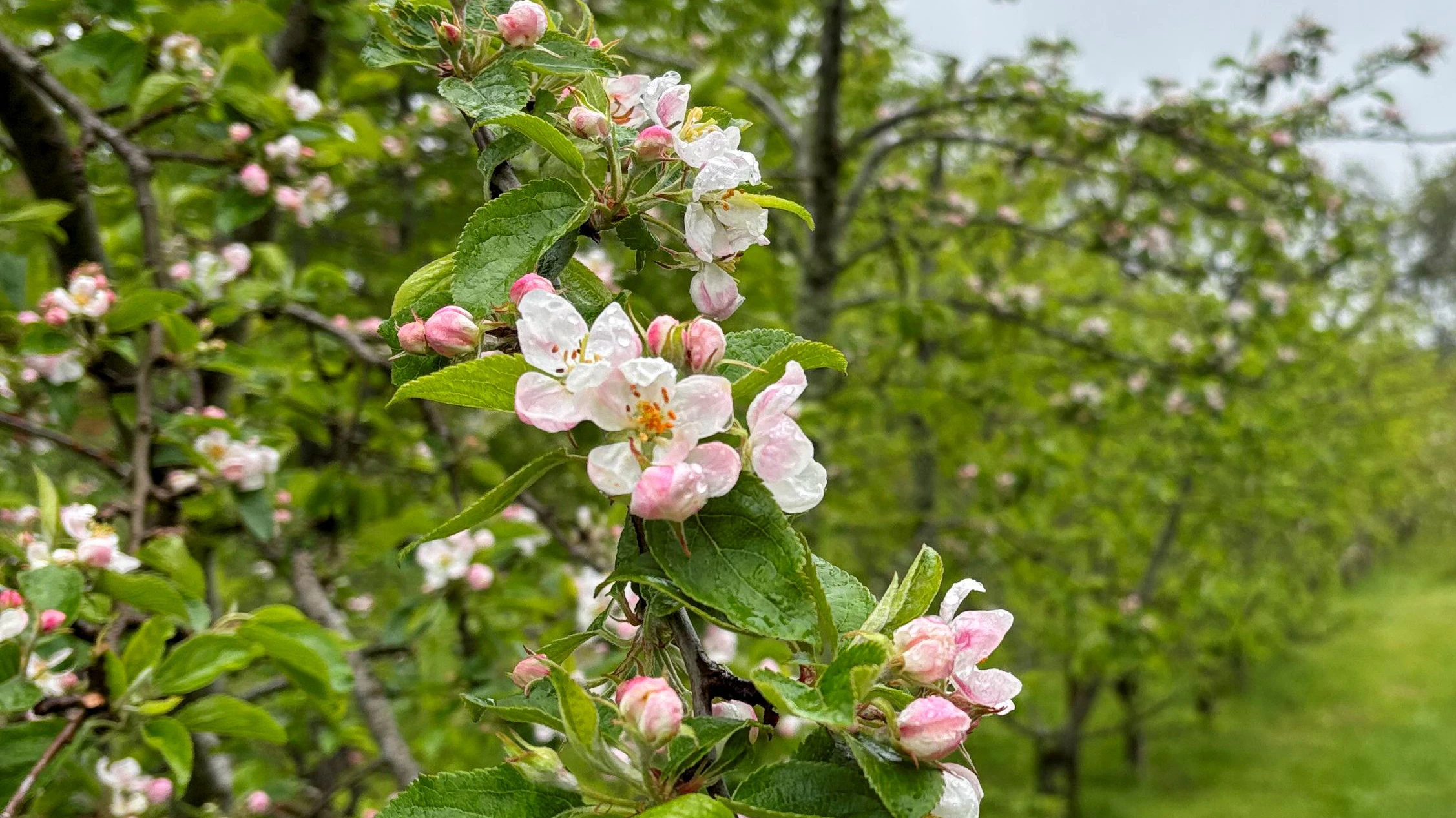 Apple trees, from which the distillery makes a Swedish version of Calvados, blossom at the Norrtalje Distillery, in Norrtalje, Sweden May 22, 2025. REUTERS/Simon Johnson