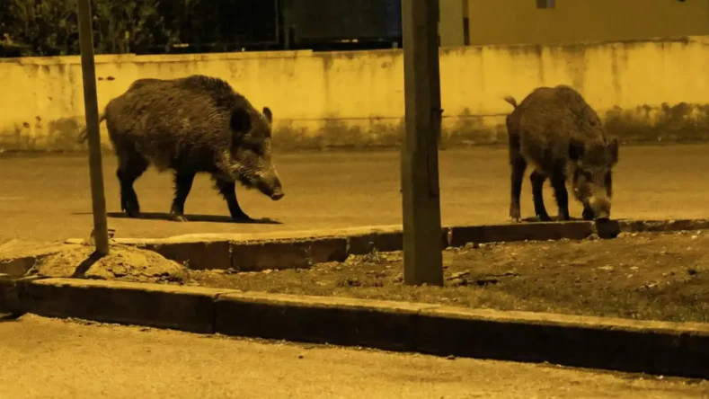 In Kroatien wird jetzt Jagd auf Wildschweine gemacht. 