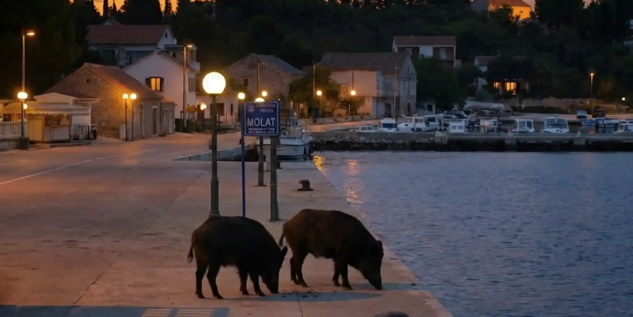 In Kroatien wird jetzt Jagd auf Wildschweine gemacht. 