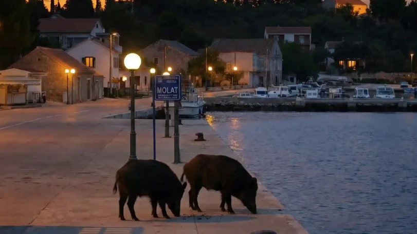 In Kroatien wird jetzt Jagd auf Wildschweine gemacht. 