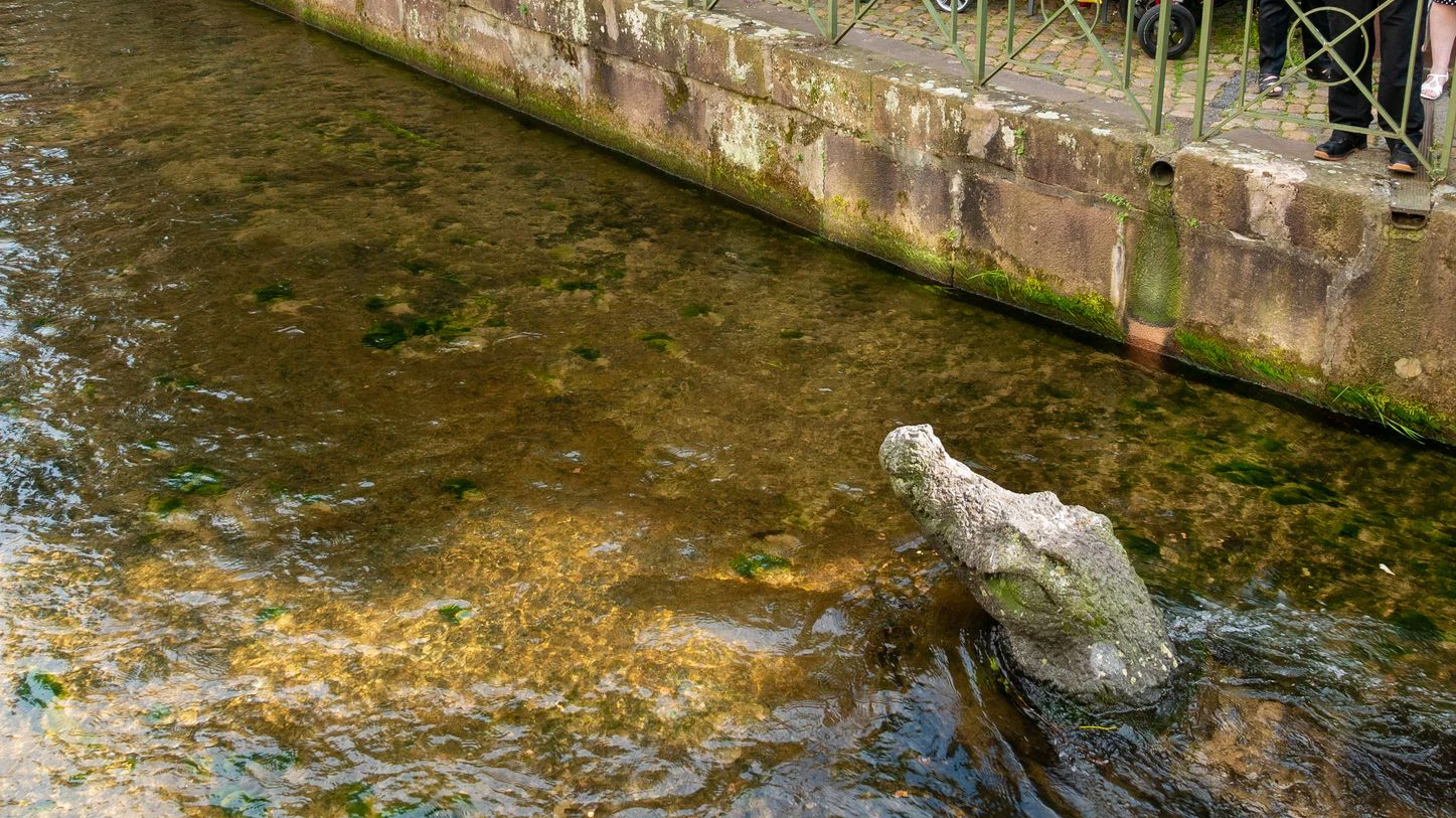 Krokodile befinden sich nicht immer dort, wo sie sollten. Symbolbild.
