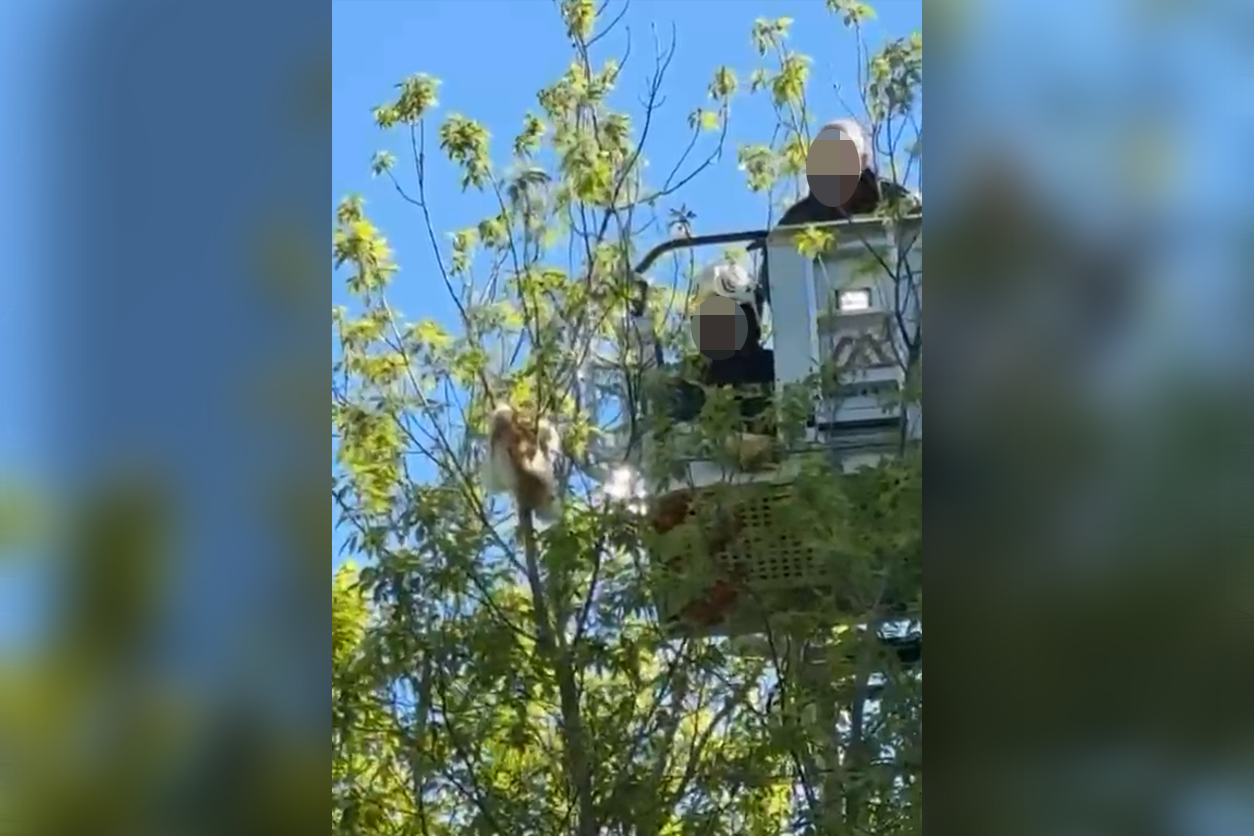 Am Freitagvormittag sorgte ein Kater für große Aufregung in Floridsdorf.
