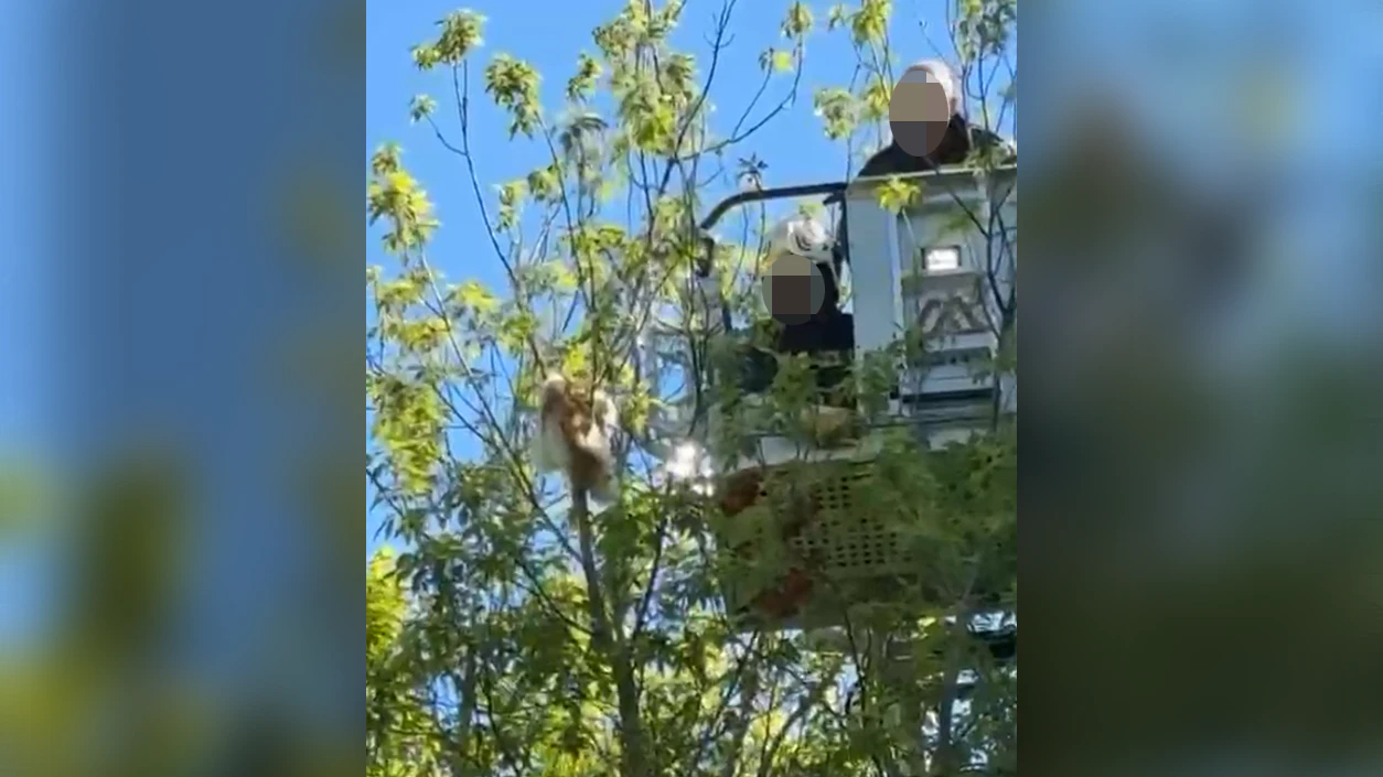 Am Freitagvormittag sorgte ein Kater für große Aufregung in Floridsdorf.