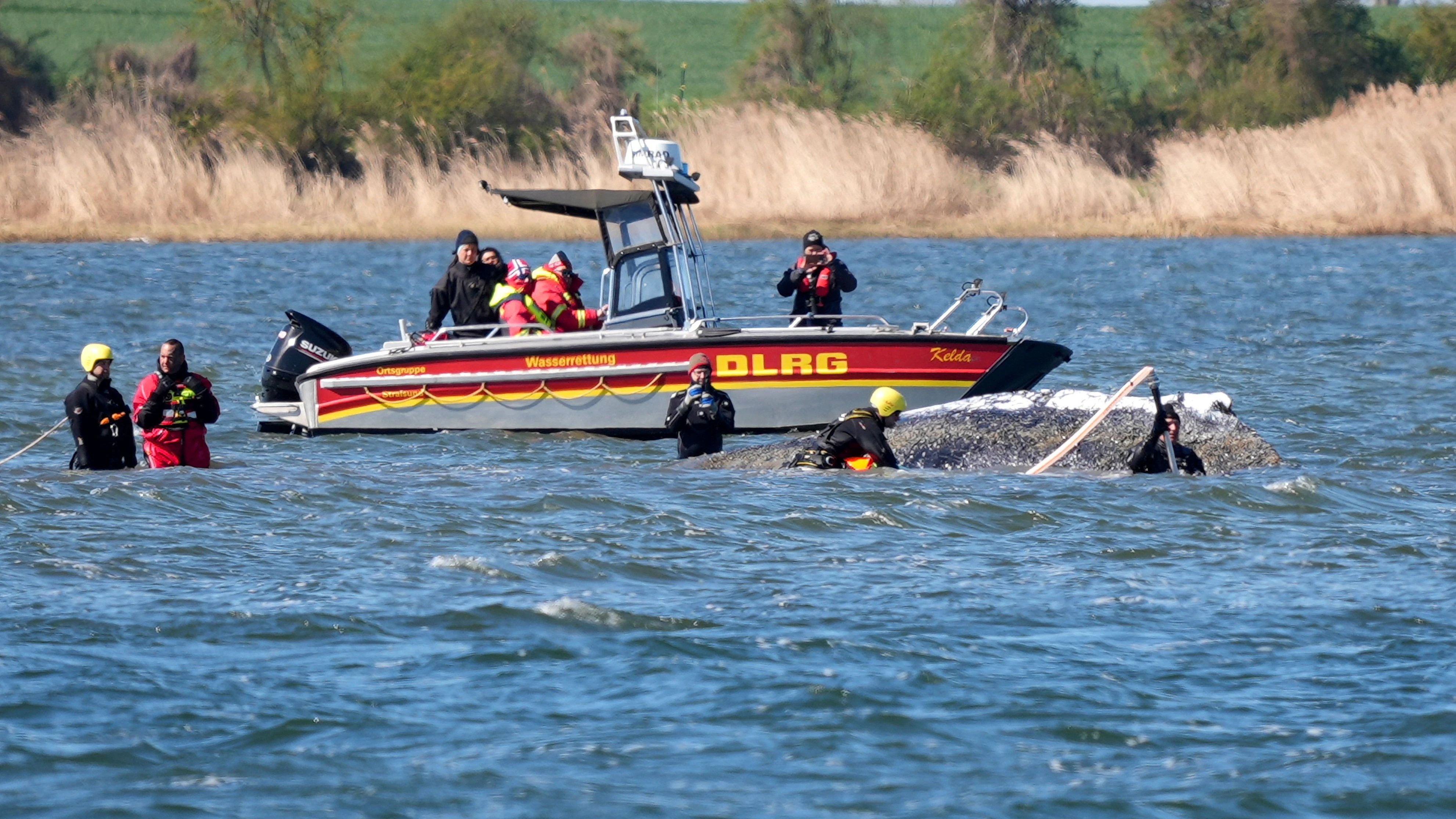 Die Retter kämpfen um "Timmys" Leben.