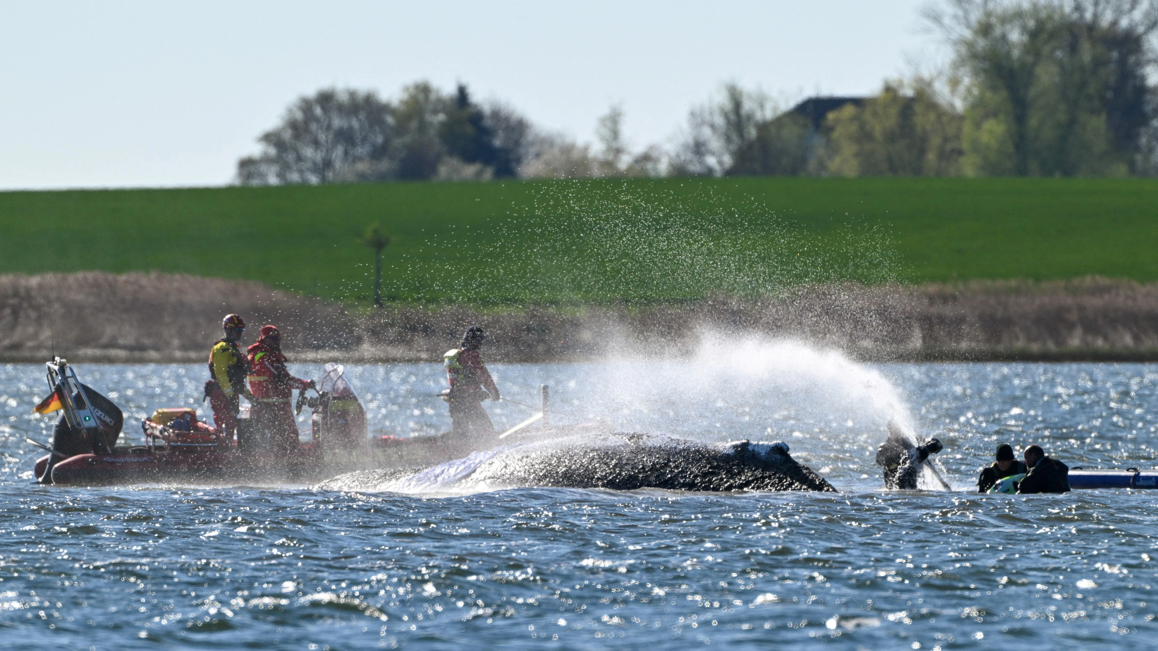 Der ursprünglich im Atlantik heimische Buckelwal irrt seit Anfang März vor der deutschen Ostseeküste umher.