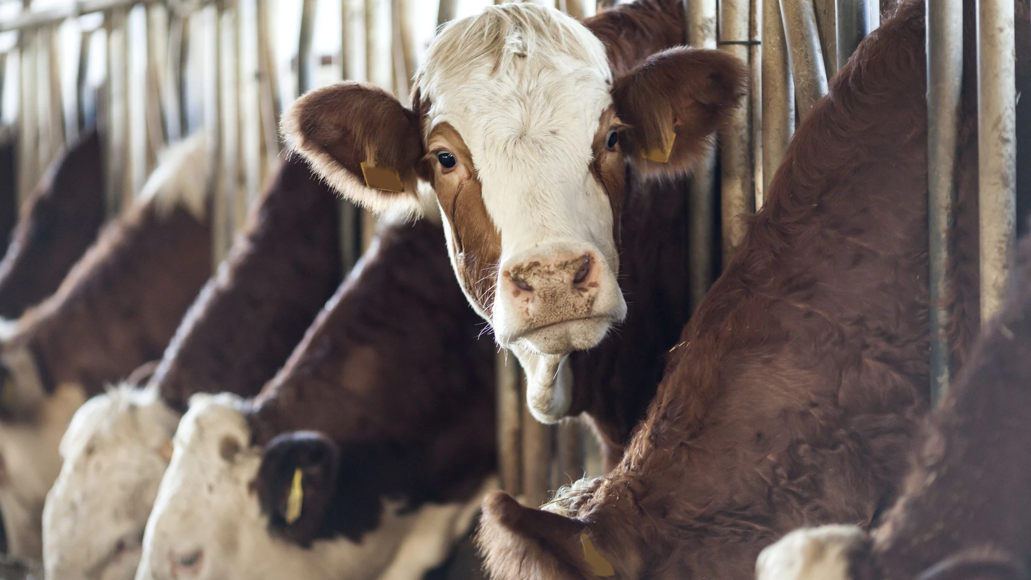 Die Kuh hat die Bäuerin umgestoßen.