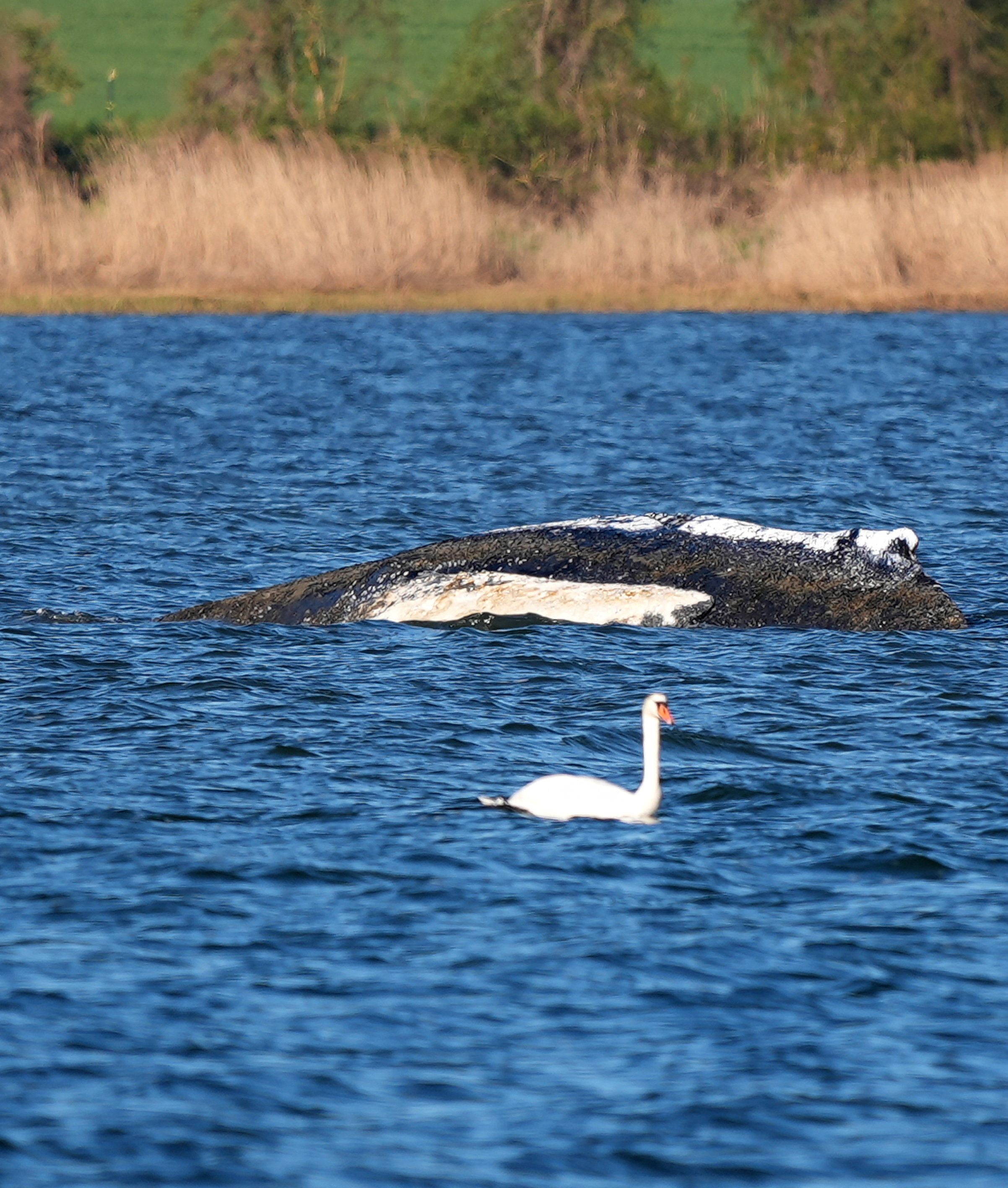 Der riesige Meeressäuger hat sich verirrt und kommt aus eigener Kraft nicht mehr zurück ins offene Meer.