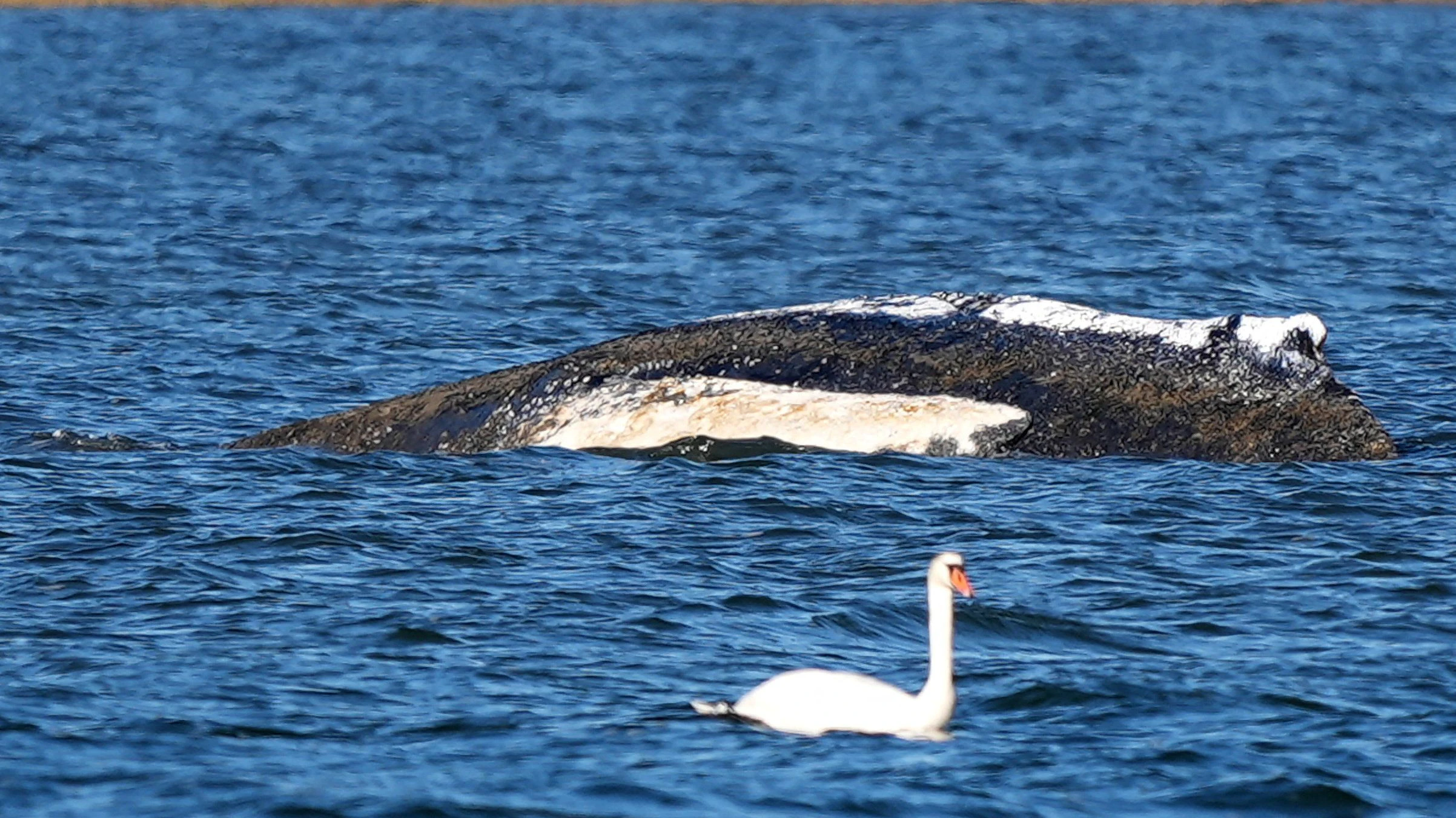 Der riesige Meeressäuger hat sich verirrt und kommt aus eigener Kraft nicht mehr zurück ins offene Meer.