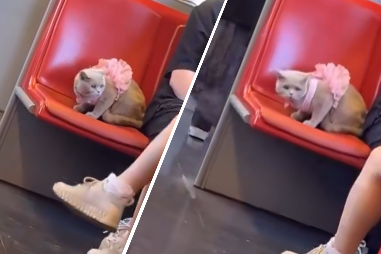 In ihrem rosa Rock erregte die Katze in der U1 Aufsehen.