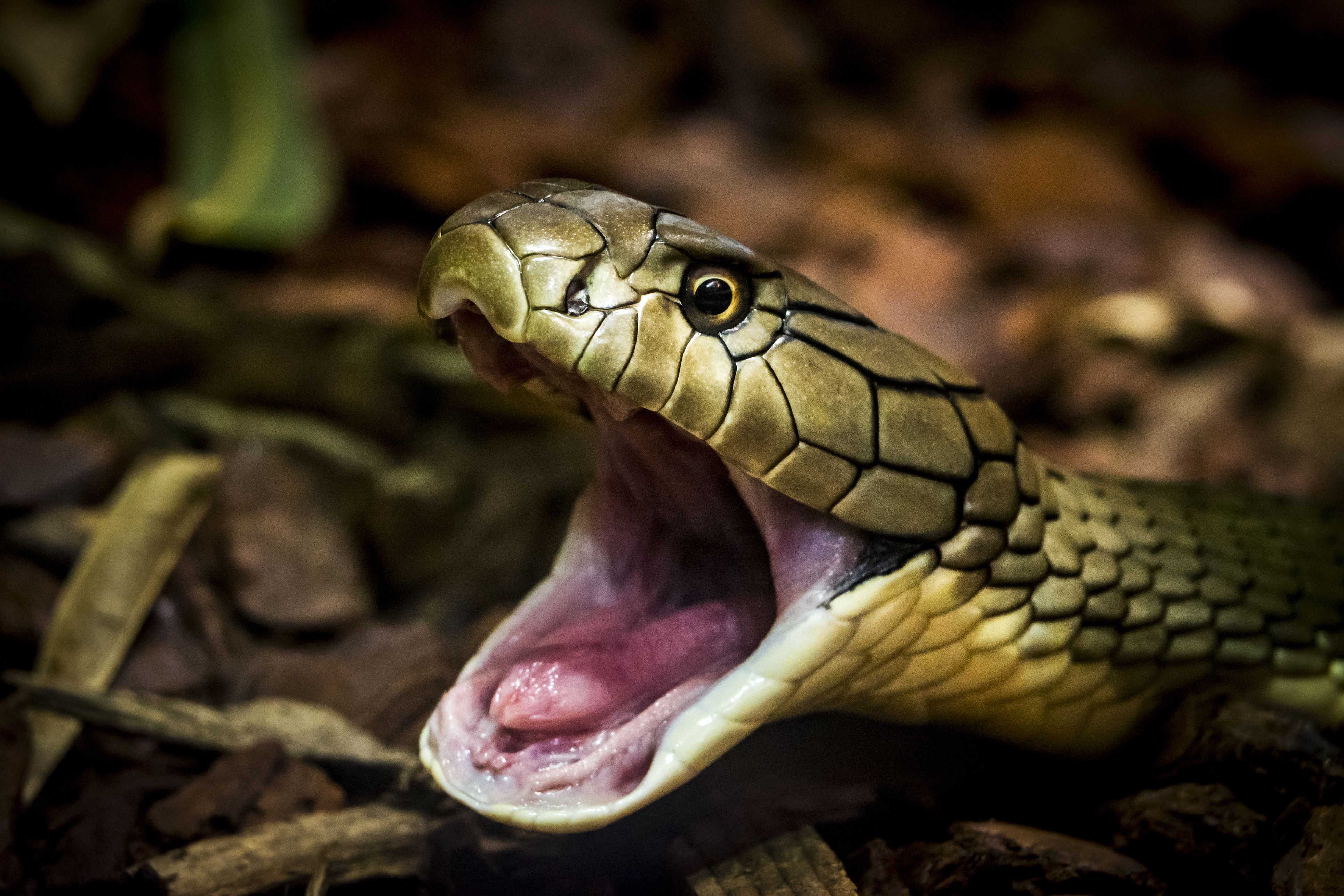 Bei der Show legte der Schlangenbeschwörer den Touristen zwei Schlangen – vermutlich Kobras – unter anderem um den Hals.
