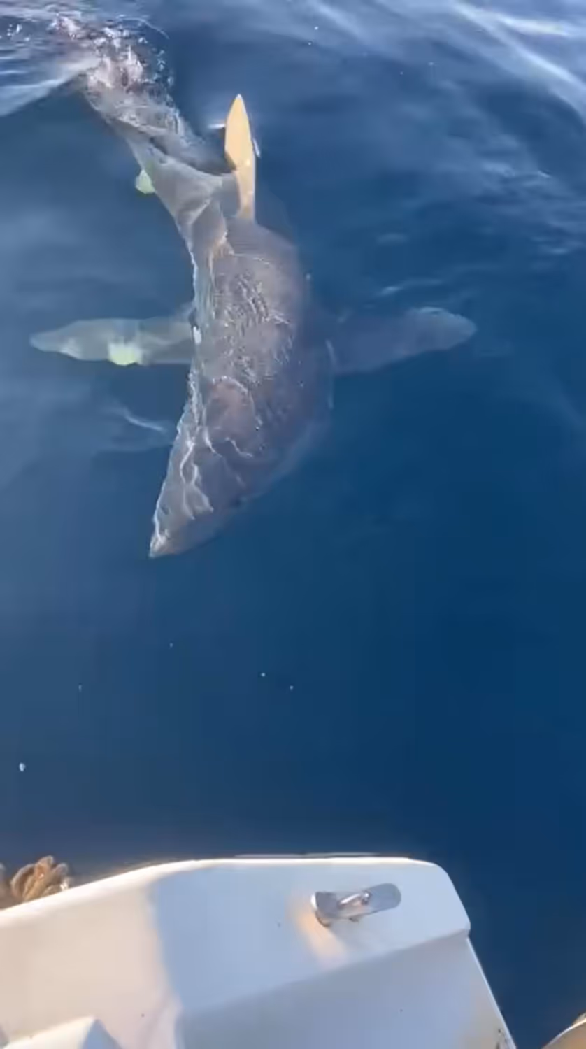 Der verletzte Hai vor Gallipolli.