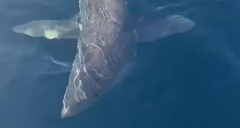 Der verletzte Hai vor Gallipolli.