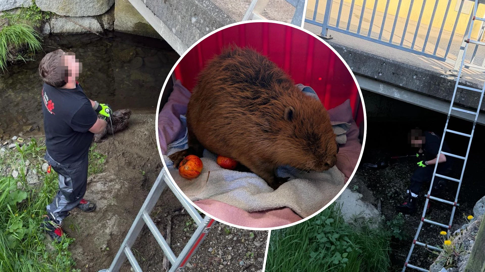 Die Tierhilfe Gusental rettete den verletzten Biber aus dem Bach.