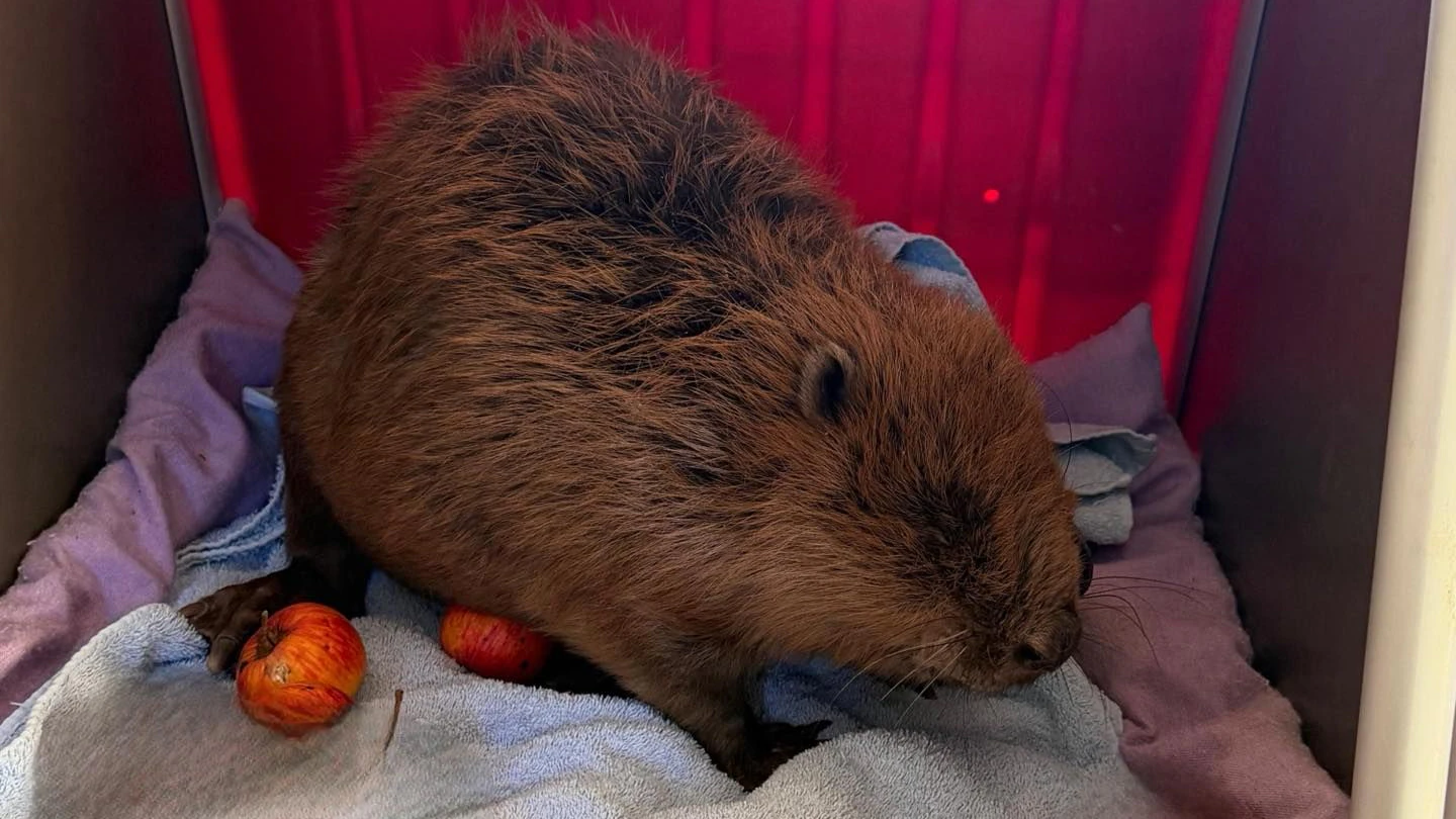 Der Nager kann sich jetzt im Tierheim Freistadt erholen.