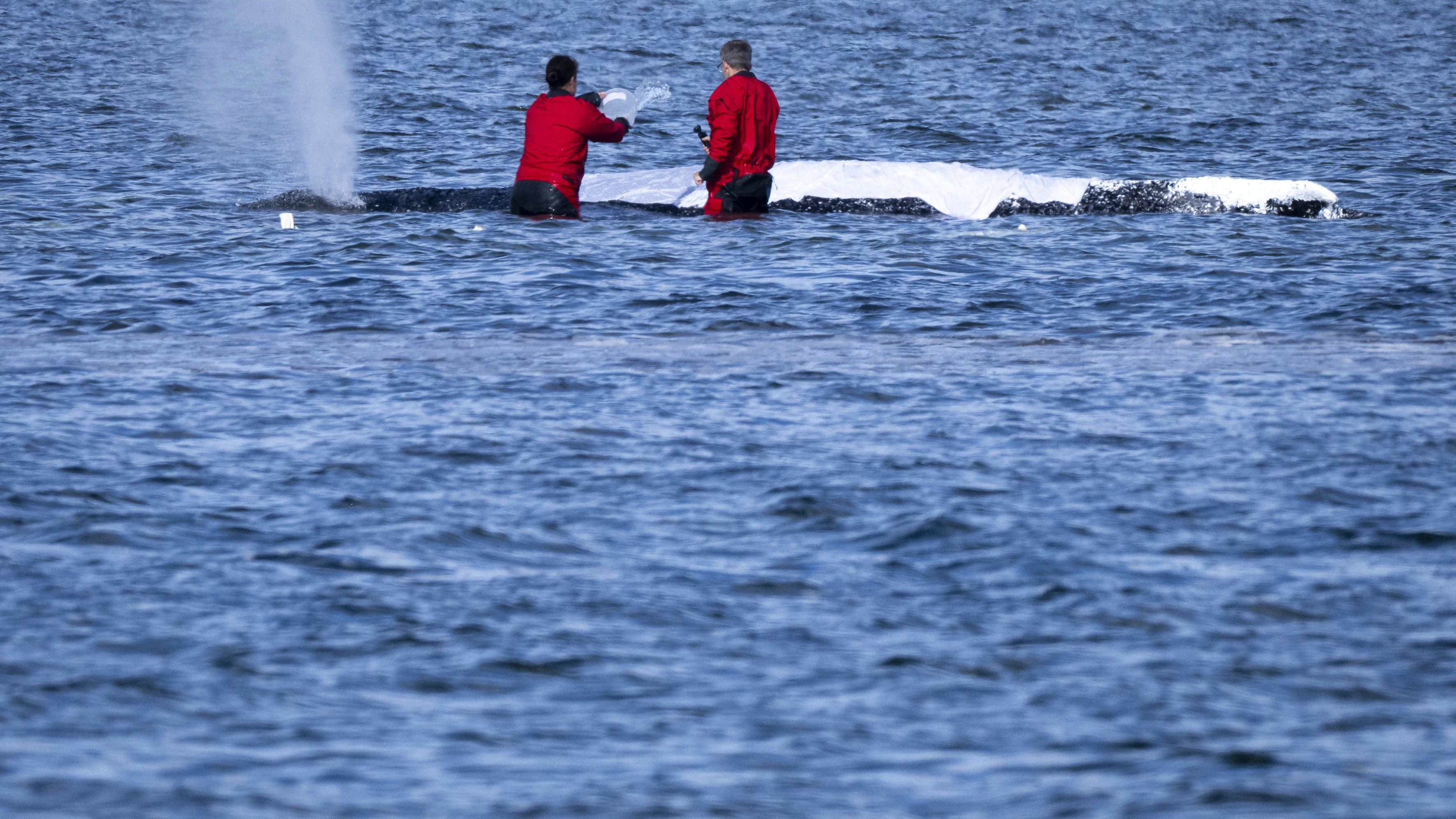 Auch am Montag kümmerten sich die Helfer wieder um "Timmy".