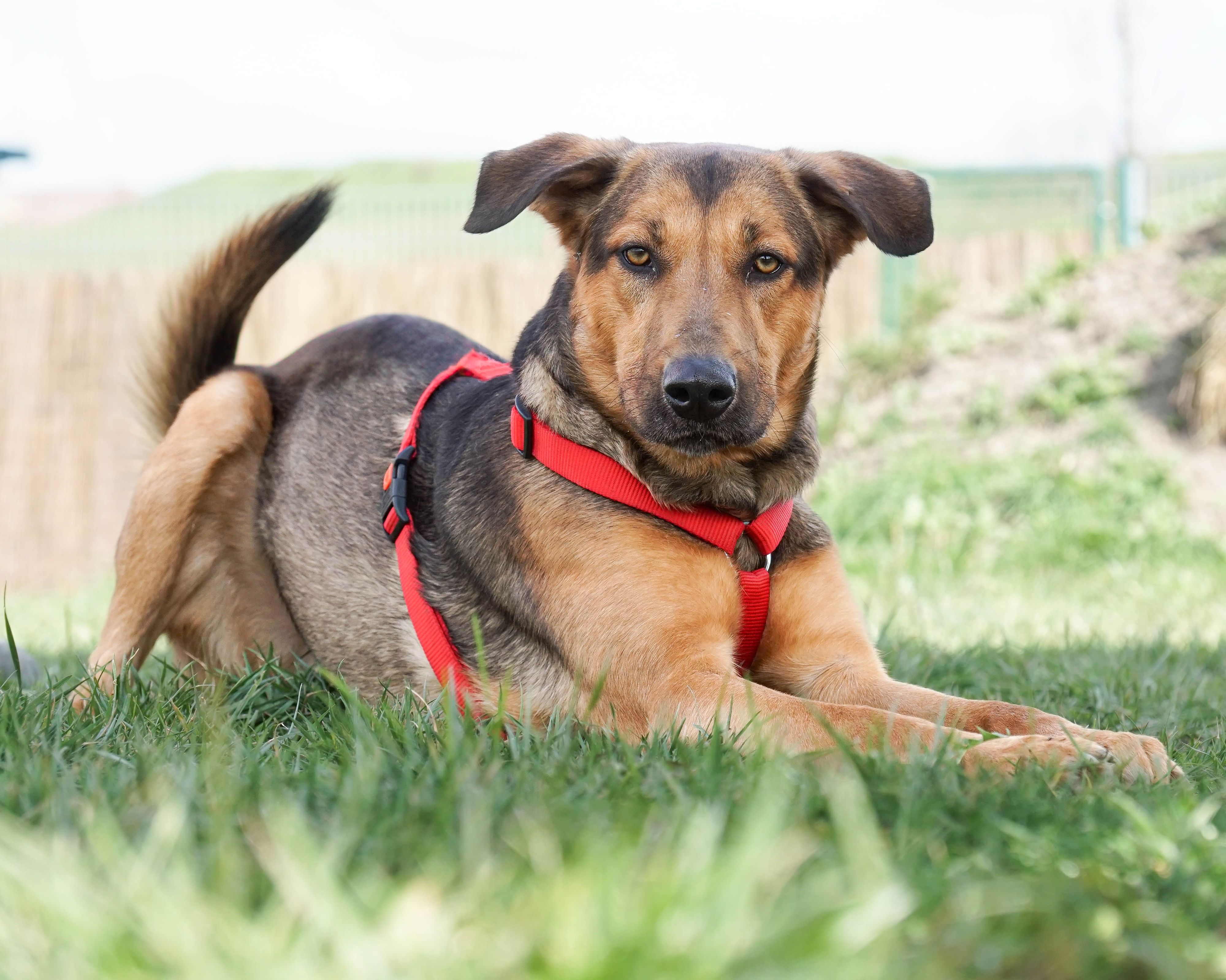 Rocky (2) ist bereit für ein neues Zuhause.