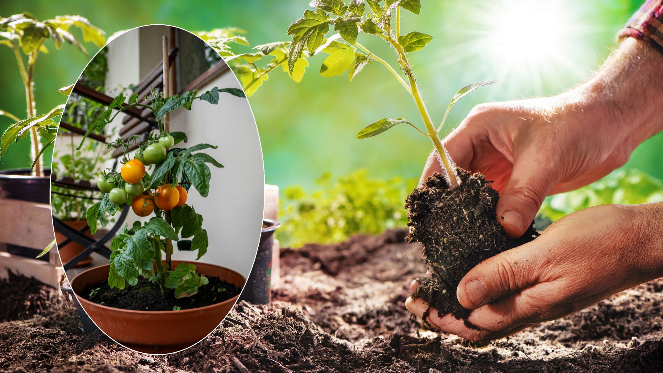 Wer die Tomaten zu früh ins Freie setzt, riskiert fatale Folgen.