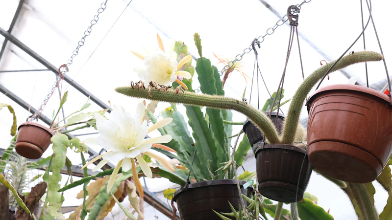 ExoticPlants"  Wiens skurrilster Garten  hier wchst 5.000--Pflanze |  Heute.at