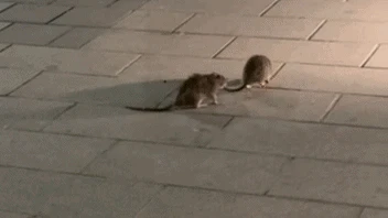 "Straßenkampf" – Ratten-Fight in Wien sorgt für Lacher