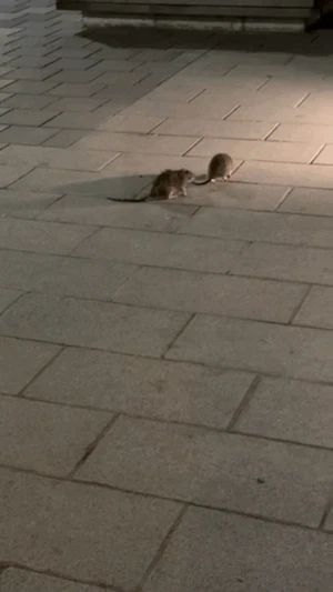 Ratten-Fight in Wien: Kuriose Szenen in der Innenstadt zeigen zwei Ratten im Straßenkampf – Video enthüllt Gründe für das tierische Verhalten.