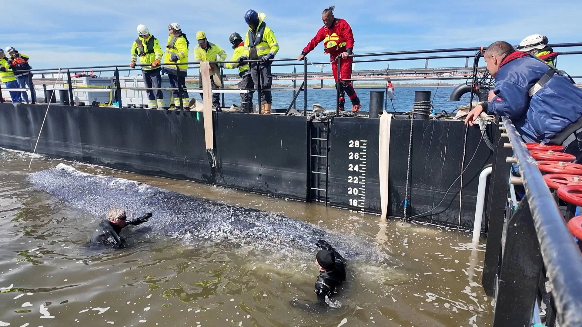 People help a stranded humpback whale into a barge during rescue efforts organised by a private initiative in shallow waters of the Baltic Sea off the island of Poel, near Wismar, Germany, April 28, 2026. In this still image obtained from a video. NonstopNews/Schwarck via REUTERS. THIS IMAGE HAS BEEN SUPPLIED BY A THIRD PARTY. MANDATORY CREDIT.