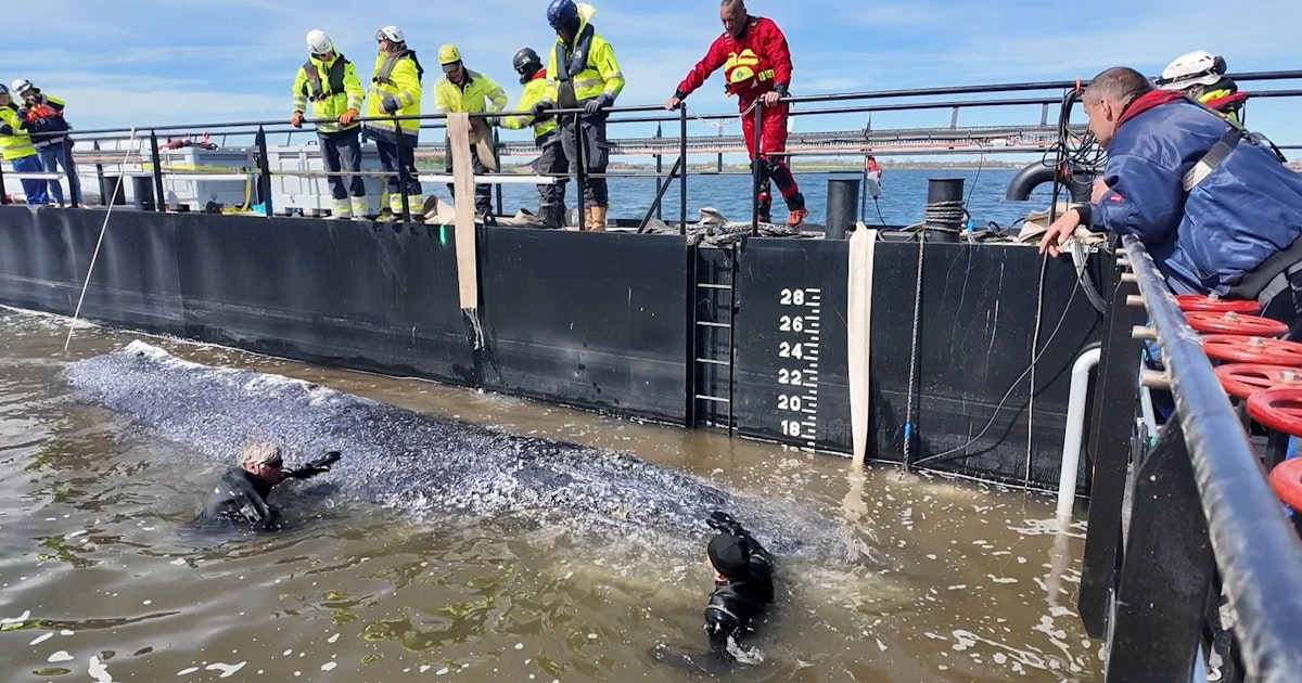 Entscheidende Stunden – Wal "Timmy" im Wassertaxi – doch Gefahr bleibt | Heute.at