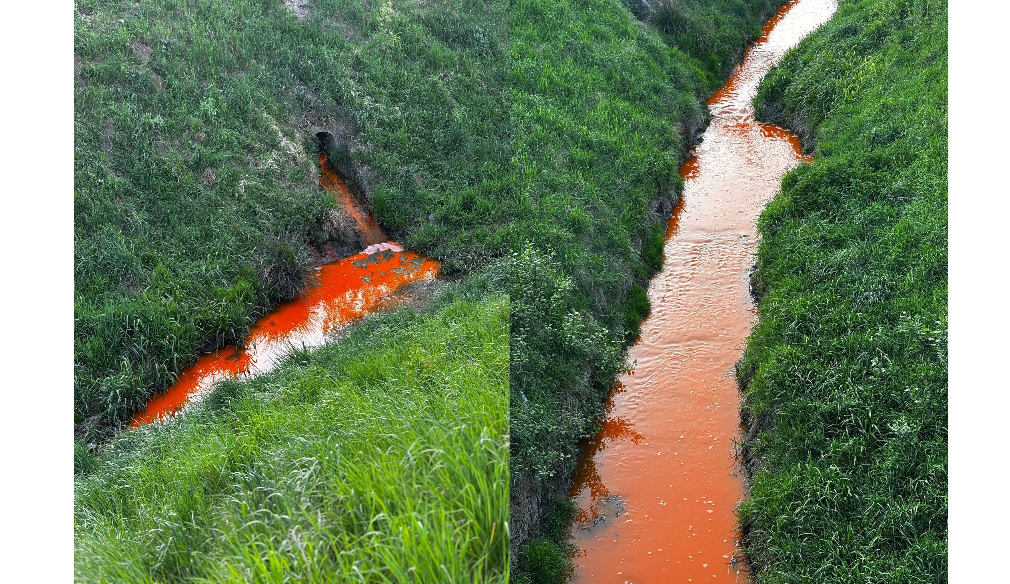 Mistel bzw. Zaya verfärbten sich rot-orange