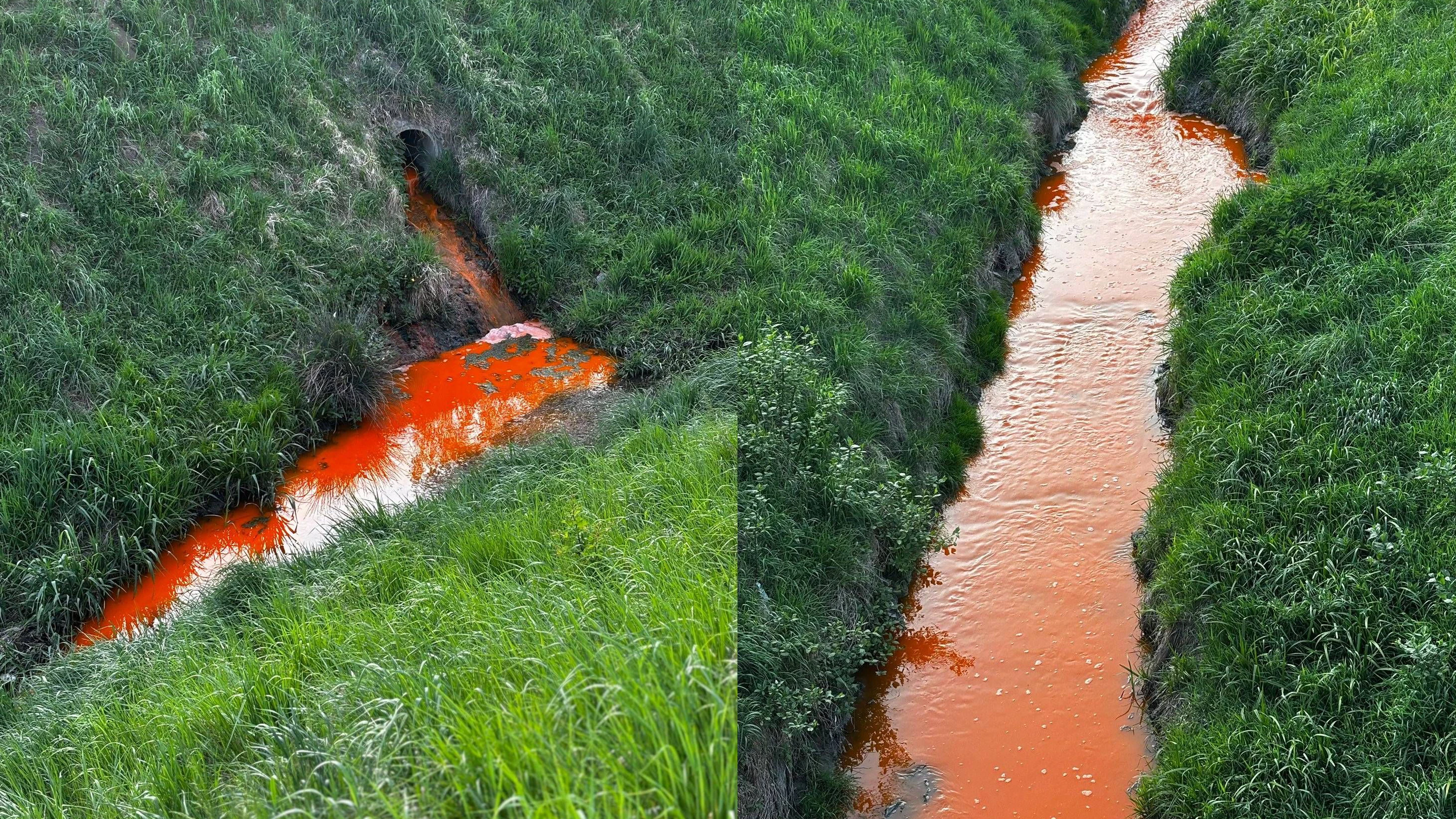 Mistel bzw. Zaya verfärbten sich rot-orange
