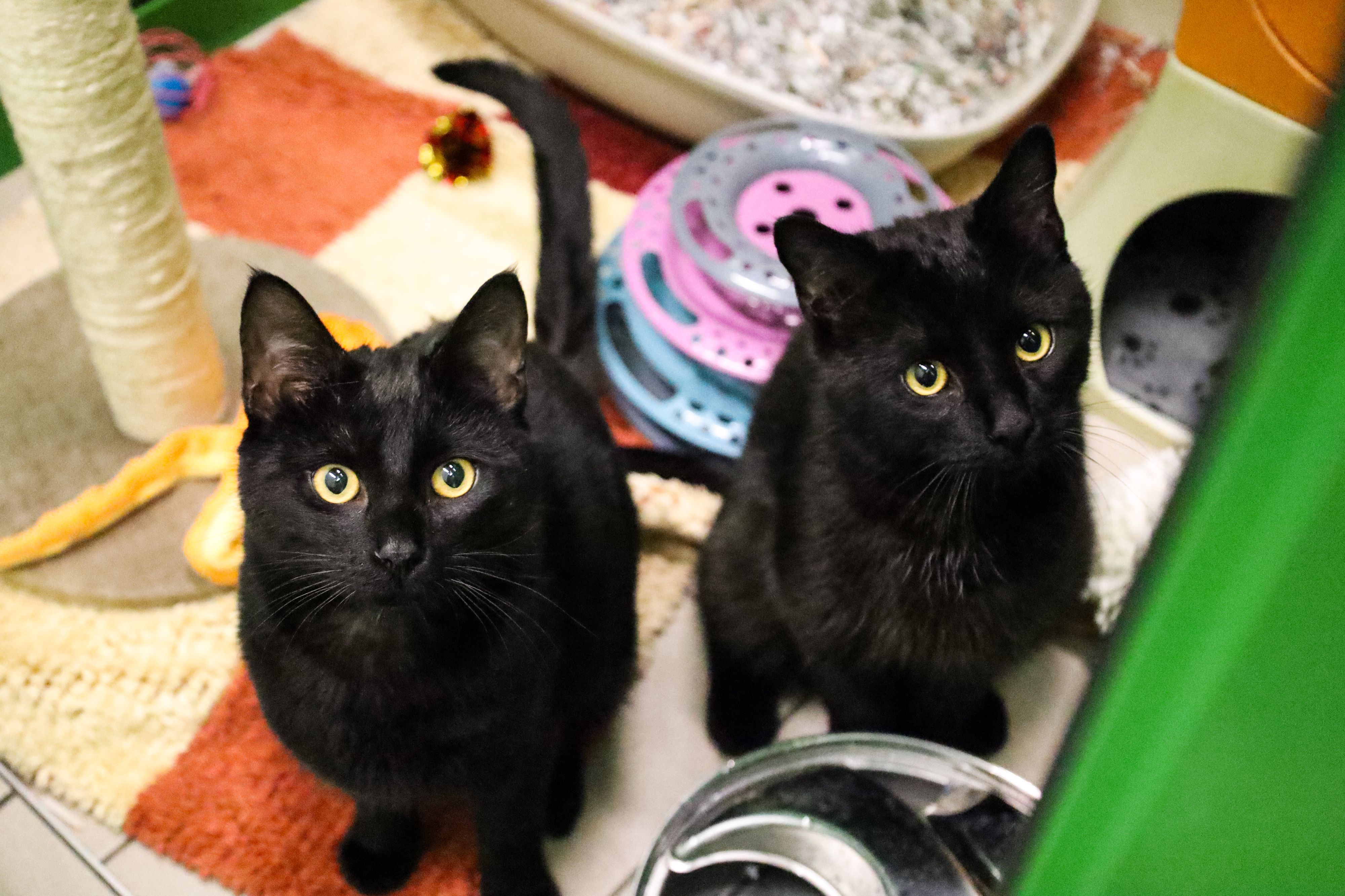 Die schwarzen Schönen 