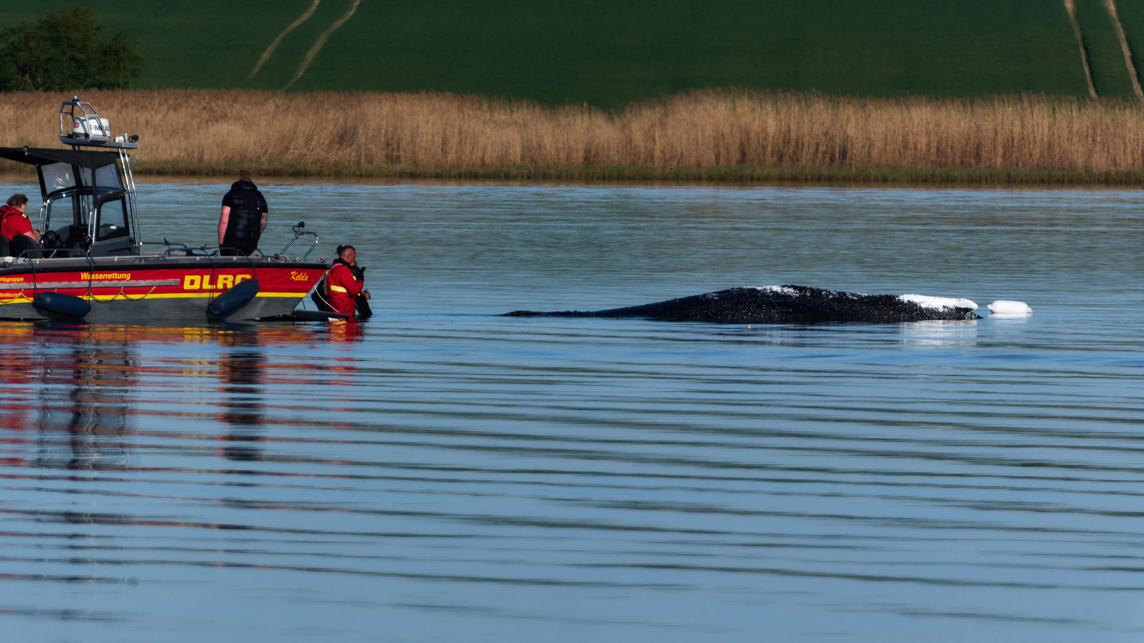Am Dienstag soll "Timmy" endlich gerettet werden.