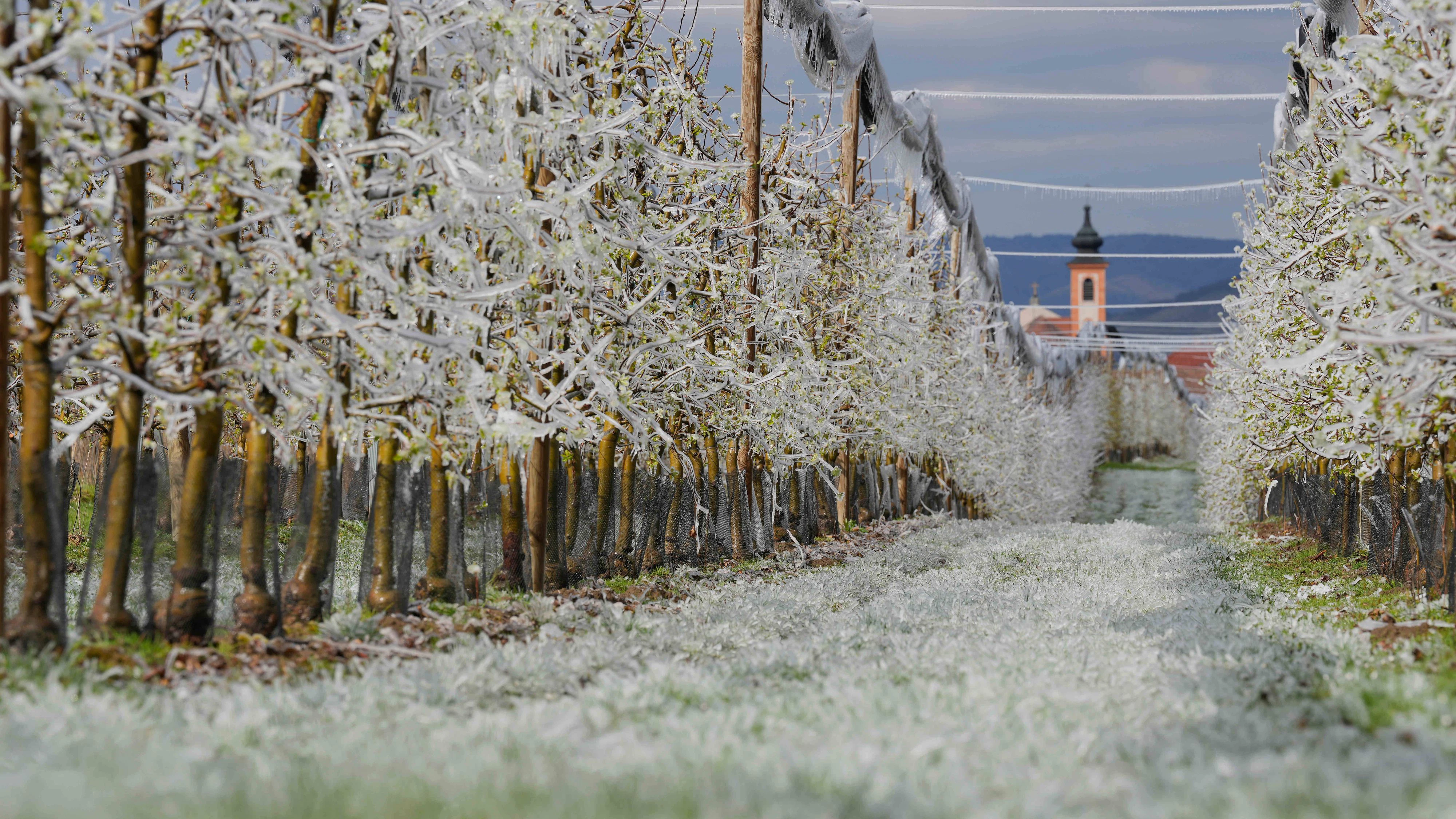 Frost in einer Obstplantage in der Wachau bei Krems.