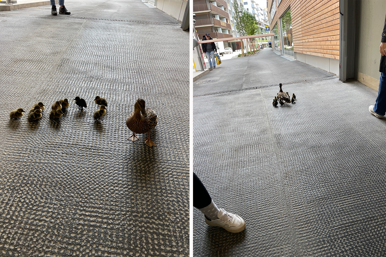 Die putzige Familie sorgte für herzige Momente am Dienstagvormittag.