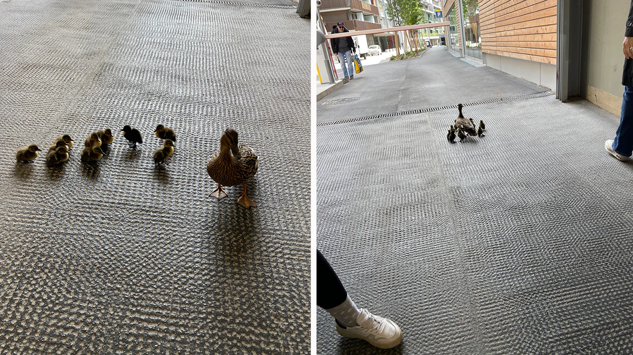 Die putzige Familie sorgte für herzige Momente am Dienstagvormittag.