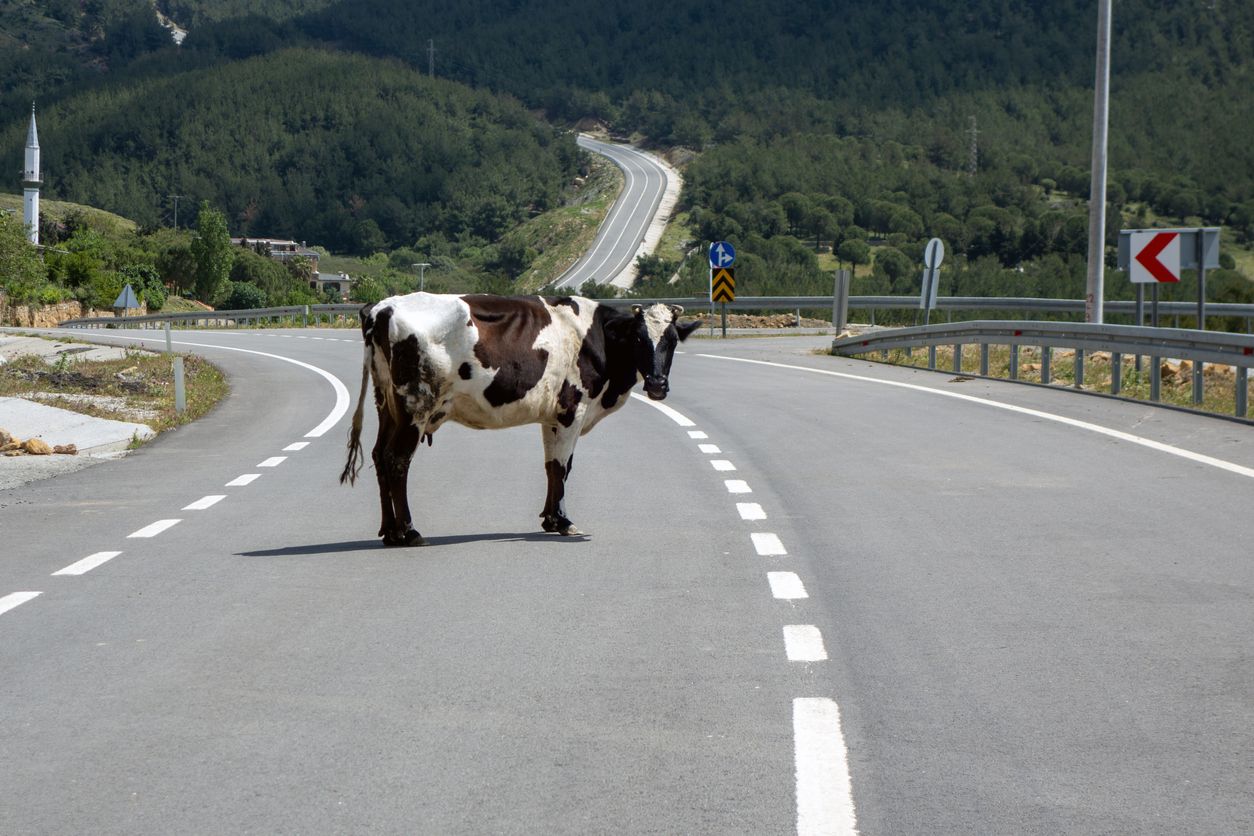 Die Polizei musste das entlaufende Rind erschießen. Symbolbild. 
