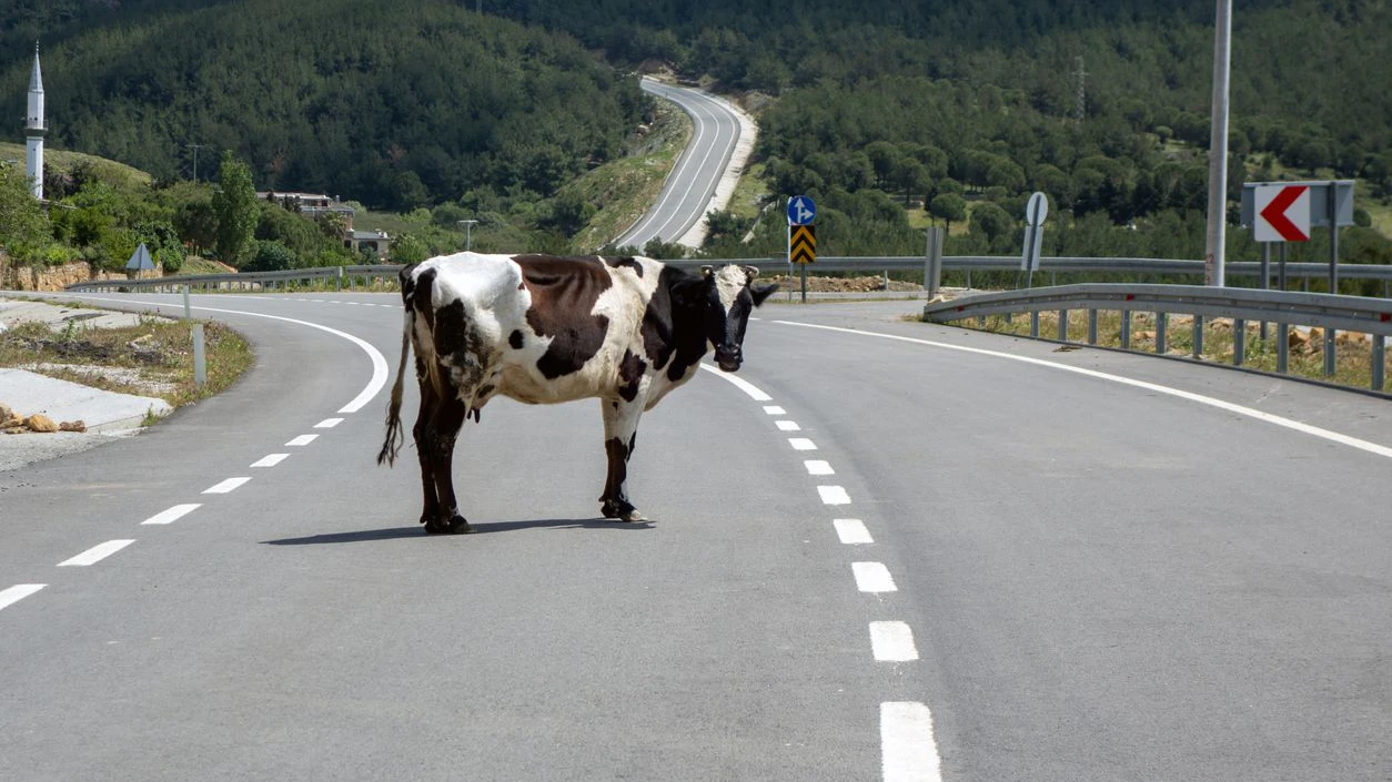Die Polizei musste das entlaufende Rind erschießen. Symbolbild. 