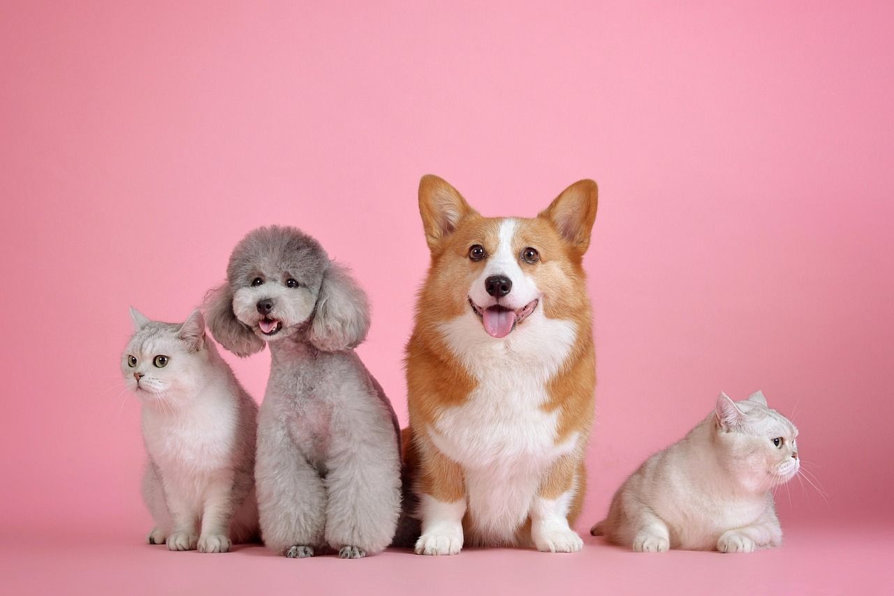 Hund und Katze zusammen