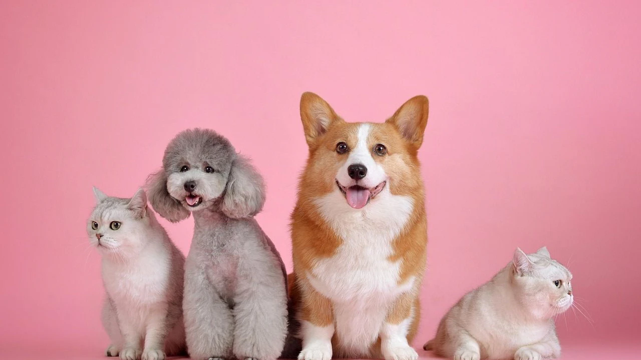 Heute.at - EU: Chip-Pflicht für Hunde und Katzen kommt