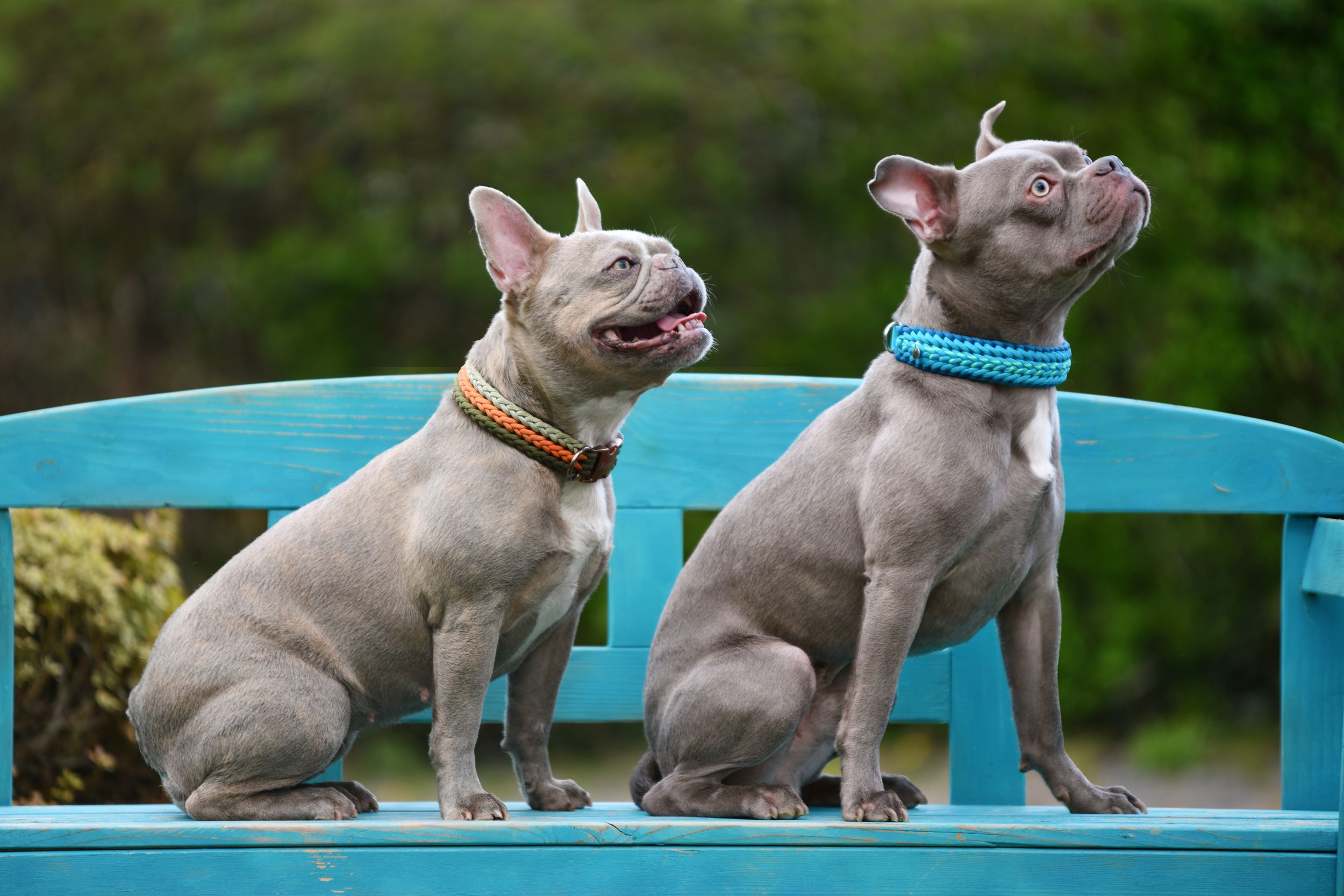 Französische Bulldoggen bekommen laut der Tierschutzorganisation PETA nur schwer Luft, erkranken an Ohren- und Augenentzündungen und leiden meist ihr Leben lang unter Schmerzen.