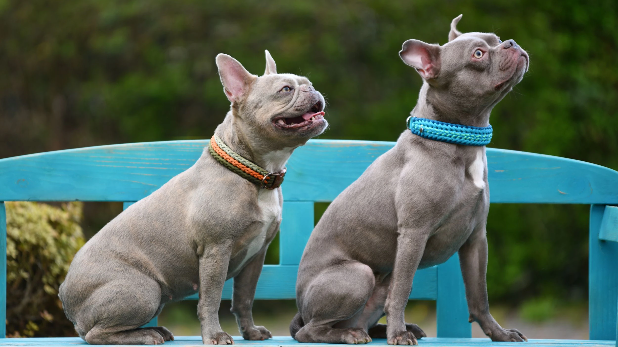 Two lilac brindle French Bulldog dogs sitting on blue bench. Comparison between brachycephalic type and healthier breed with longer snout and improved breathing representing responsible breeding