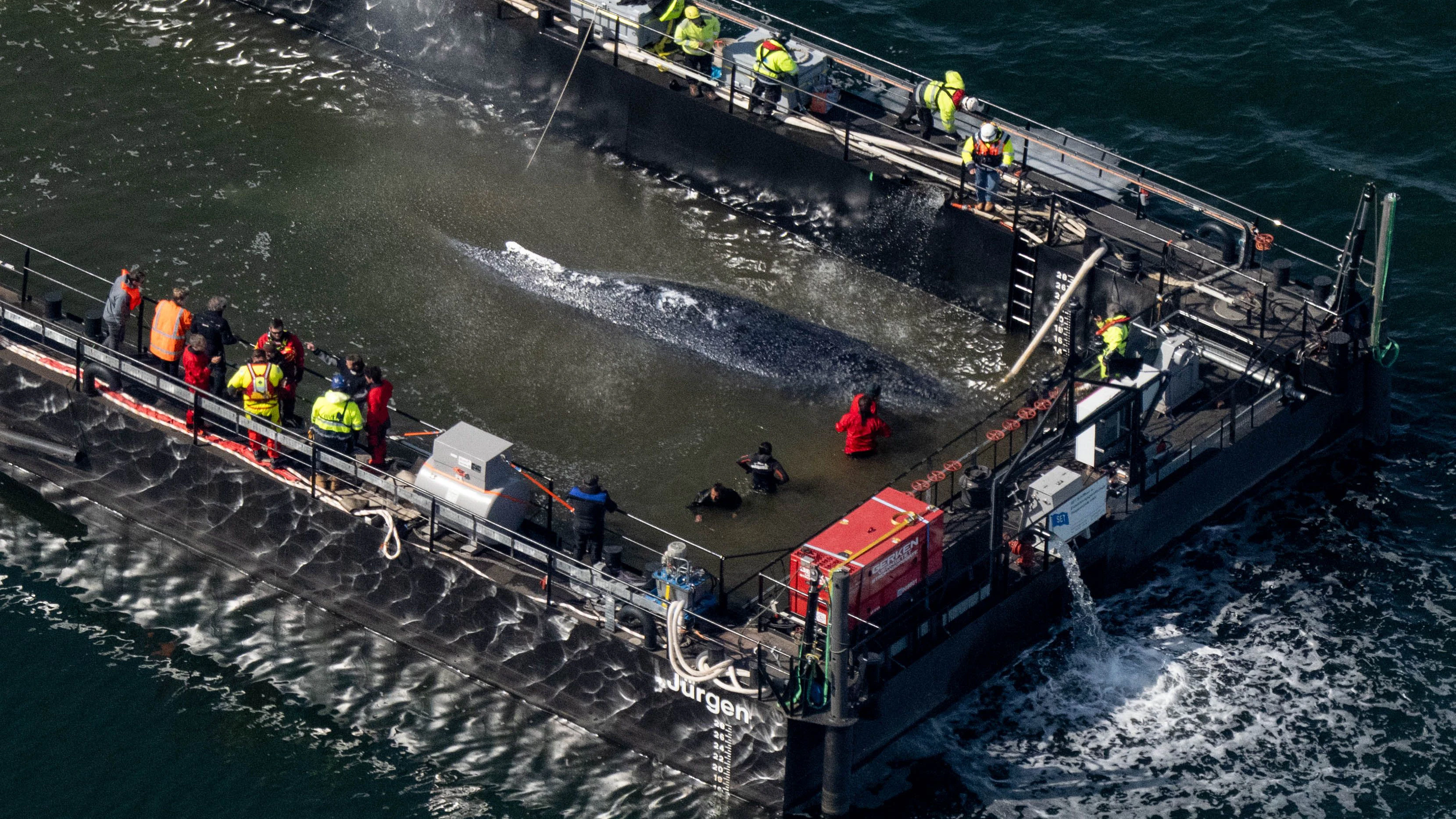 28. April 2026, Mecklenburg-Vorpommern, Fährdorf: Der in der Ostsee gestrandete Buckelwal ist in dem für seinen Transport vorgesehenen Lastkahn angekommen. Das Tier bewegte sich durch einen zuvor ausgebaggerten Kanal in den sogenannten Lastkahn, nachdem Helfer es zuvor mit Gurten in diese Richtung gezogen hatten. Der Buckelwal, der vor über drei Wochen in der Nähe von Wismar gestrandet war, soll nun per Schiff in die Nordsee gebracht werden. 