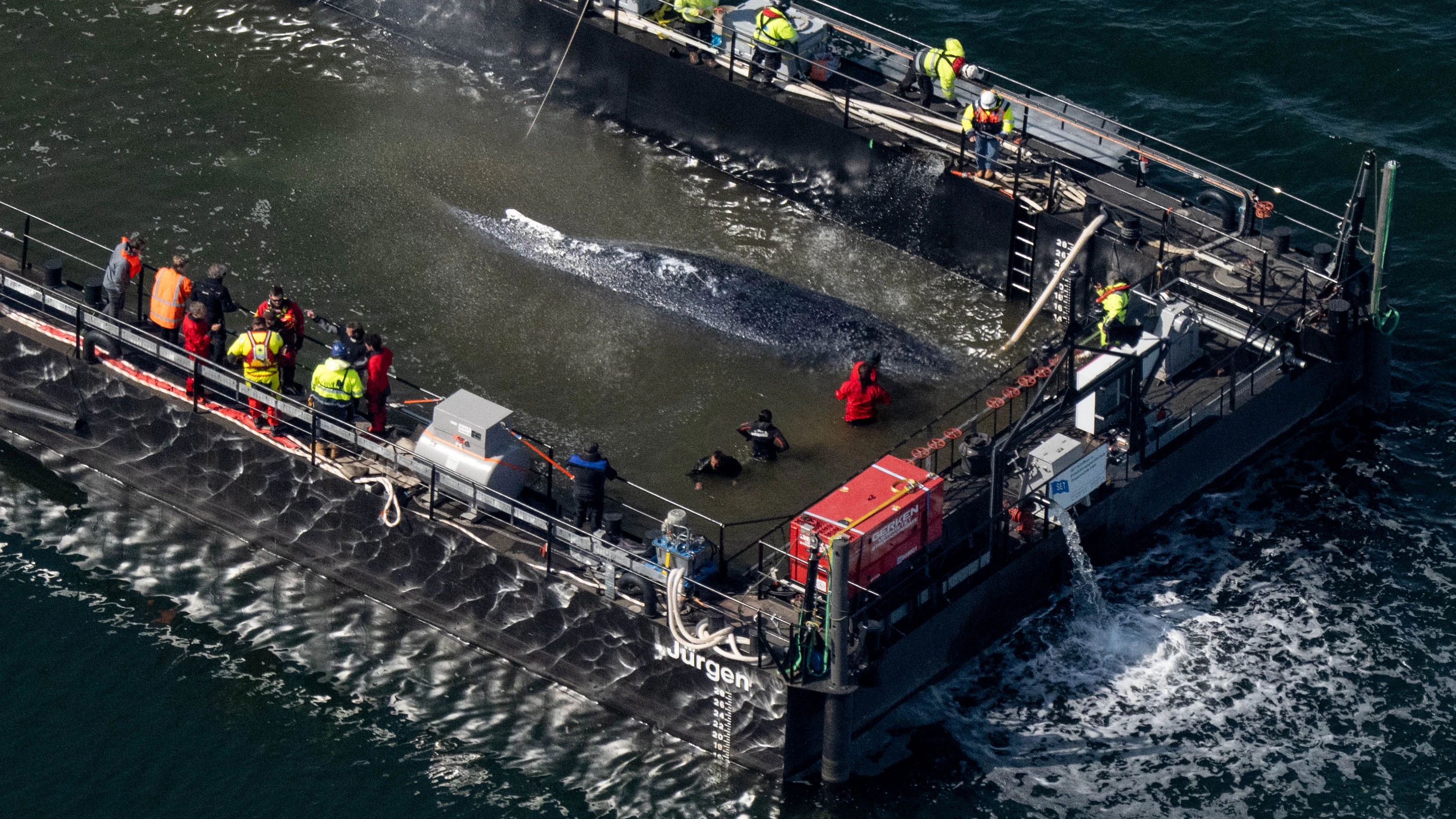 Heute.at - Hier fährt Wal Timmy! Jetzt geht es in die Freiheit