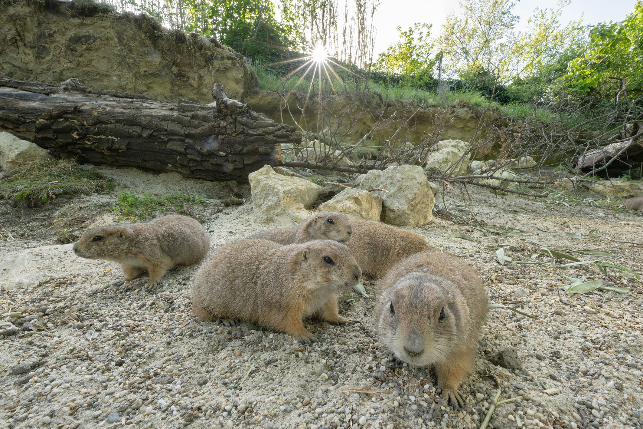 Sie gehören zu den absoluten Publikumslieblingen! Die Präriehunde im Tiergarten Schönbrunn.