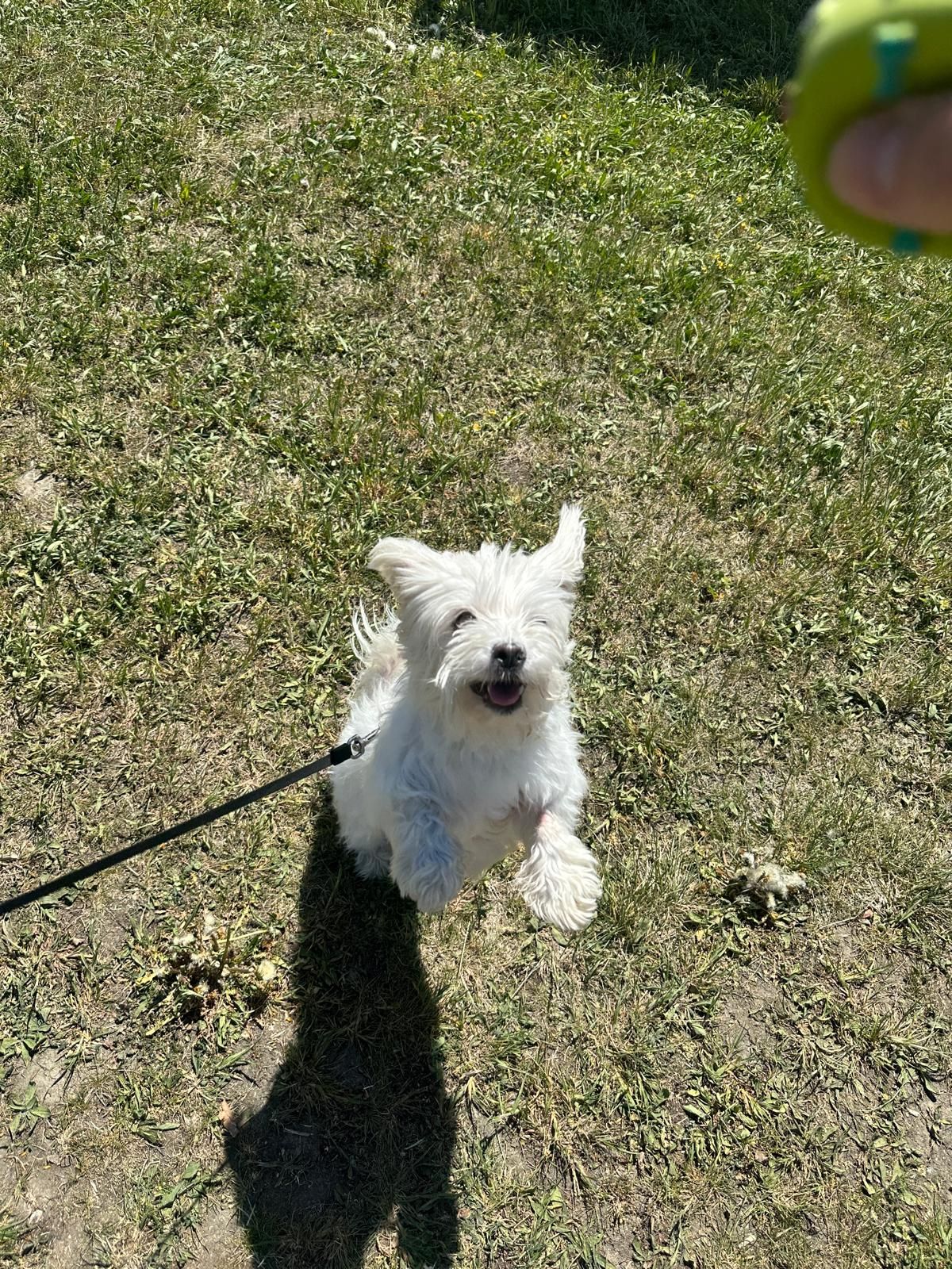 Heute.at - Entführungs-Alarm um Lucy – Hündchen wieder zurück