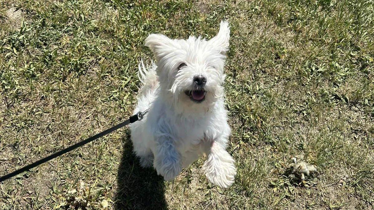 Freudensprünge: Malteserhündin "Lucy" wurde mit ihrem Besitzer wiedervereint.